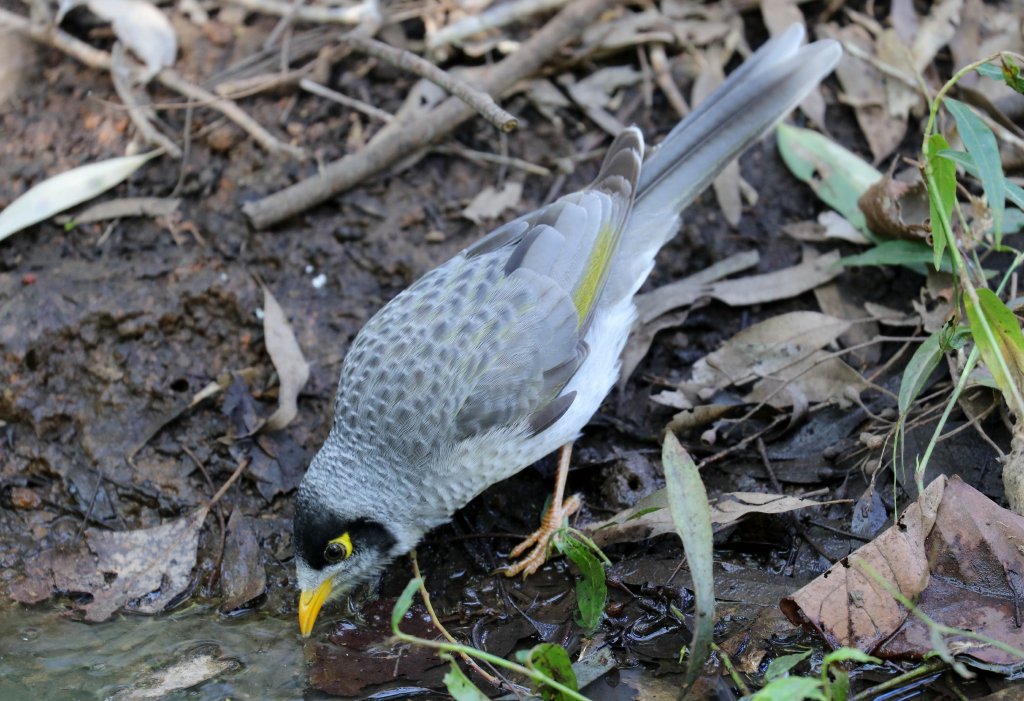 Noisy Miner