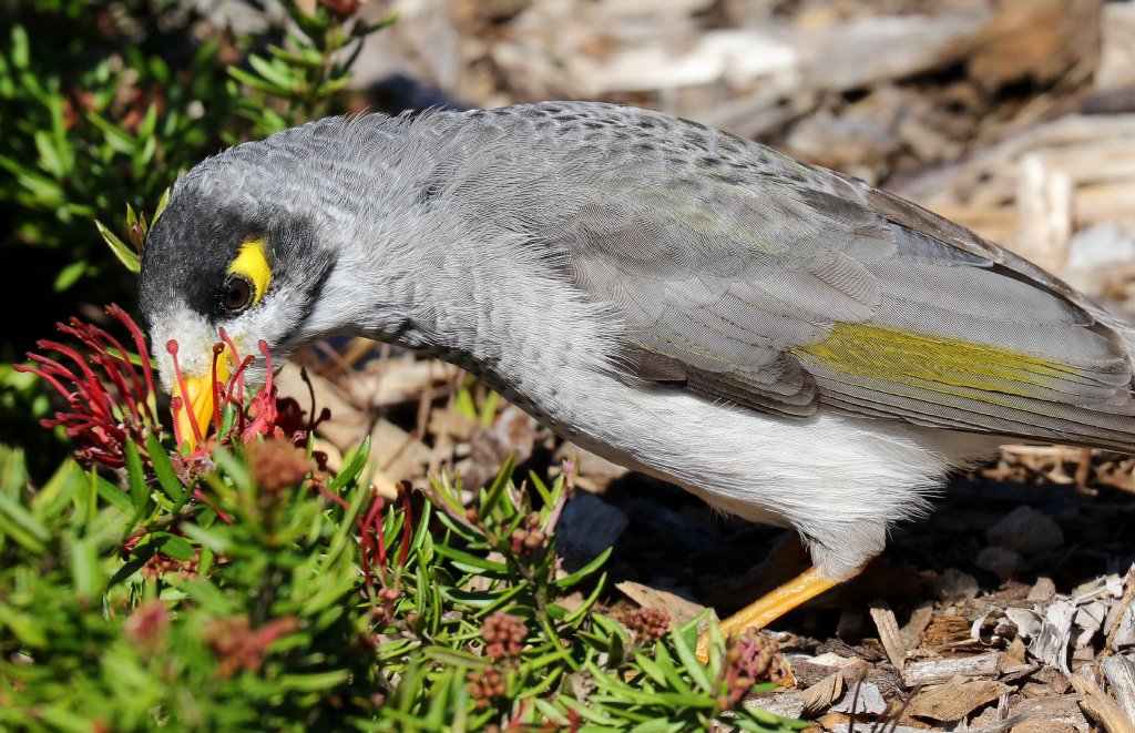 Noisy Miner