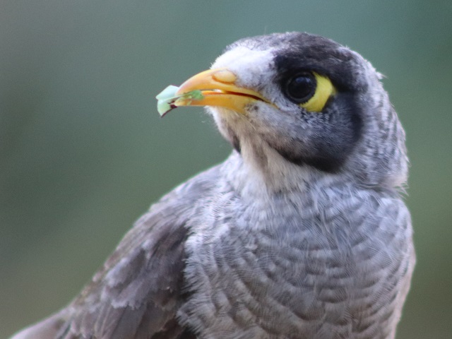 Noisy Miner