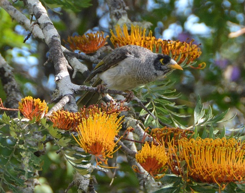 Noisy miner.