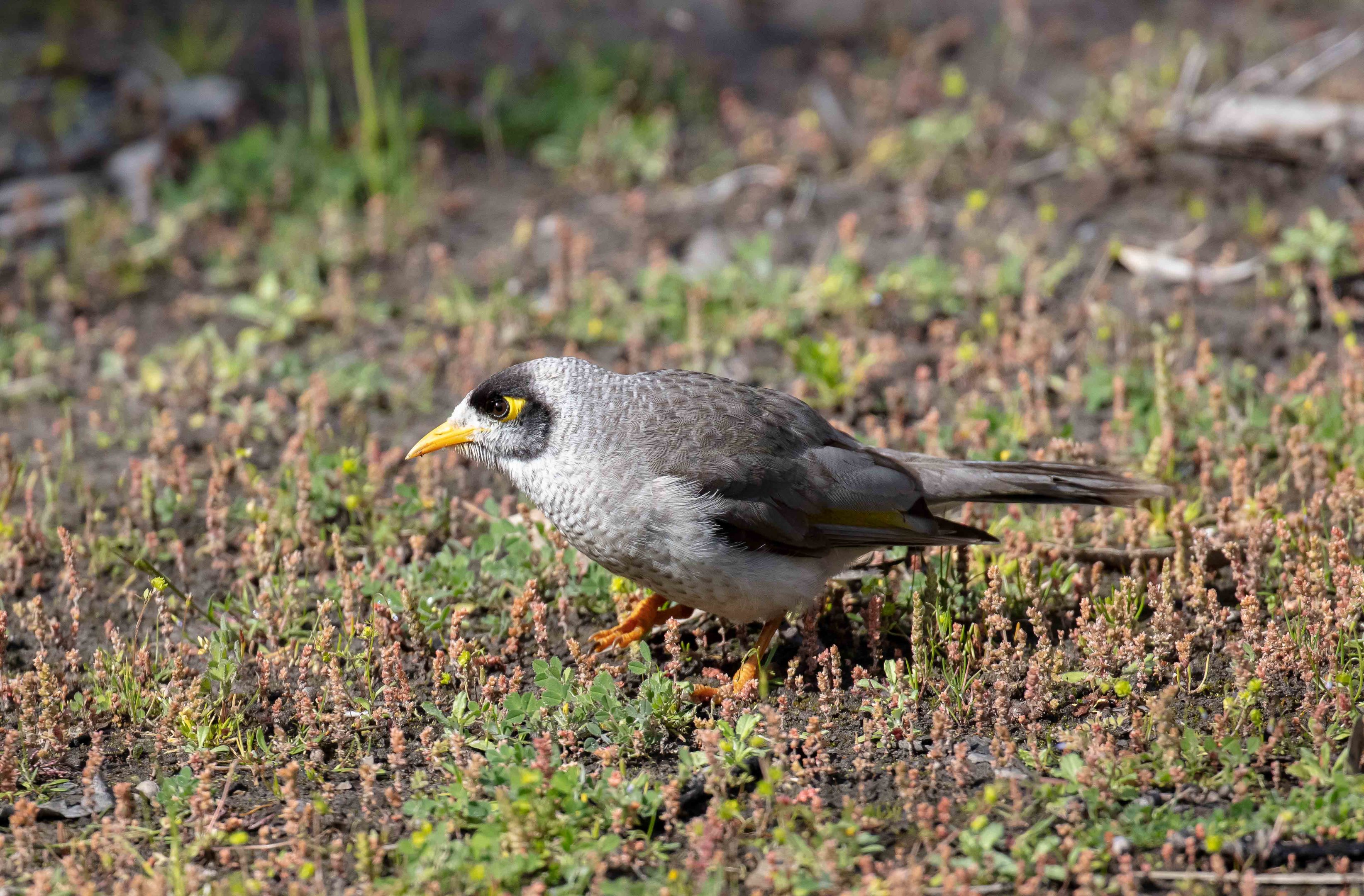 Noisy Miner