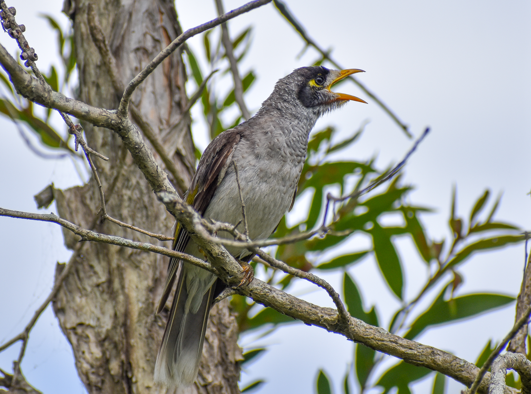 Noisy Miner