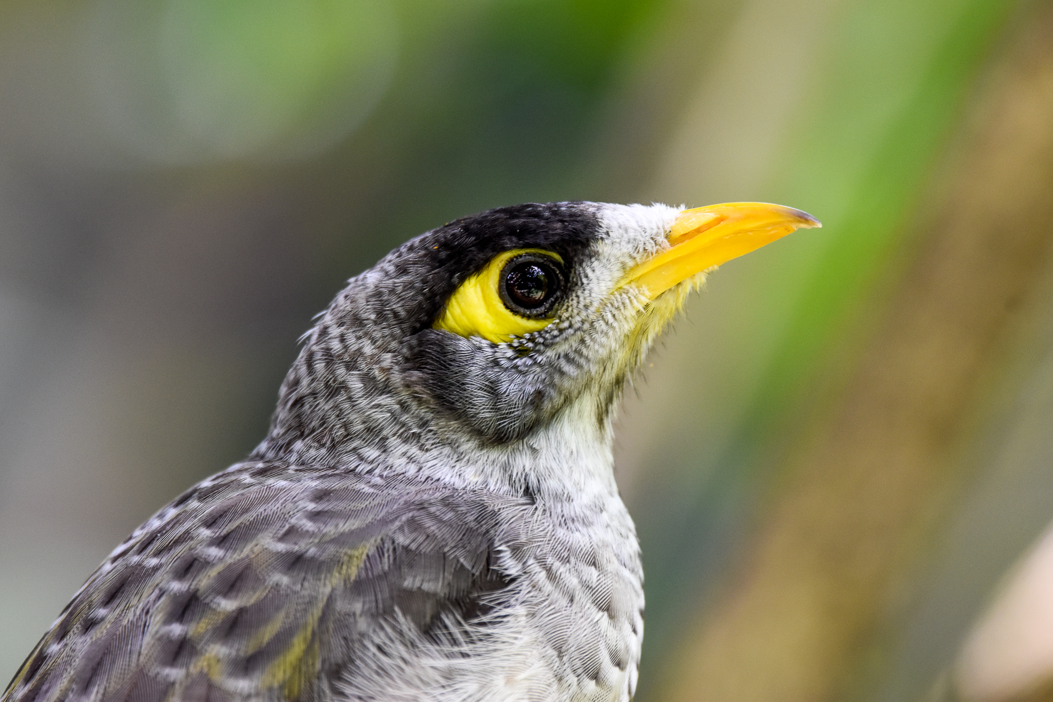 Noisy Miner