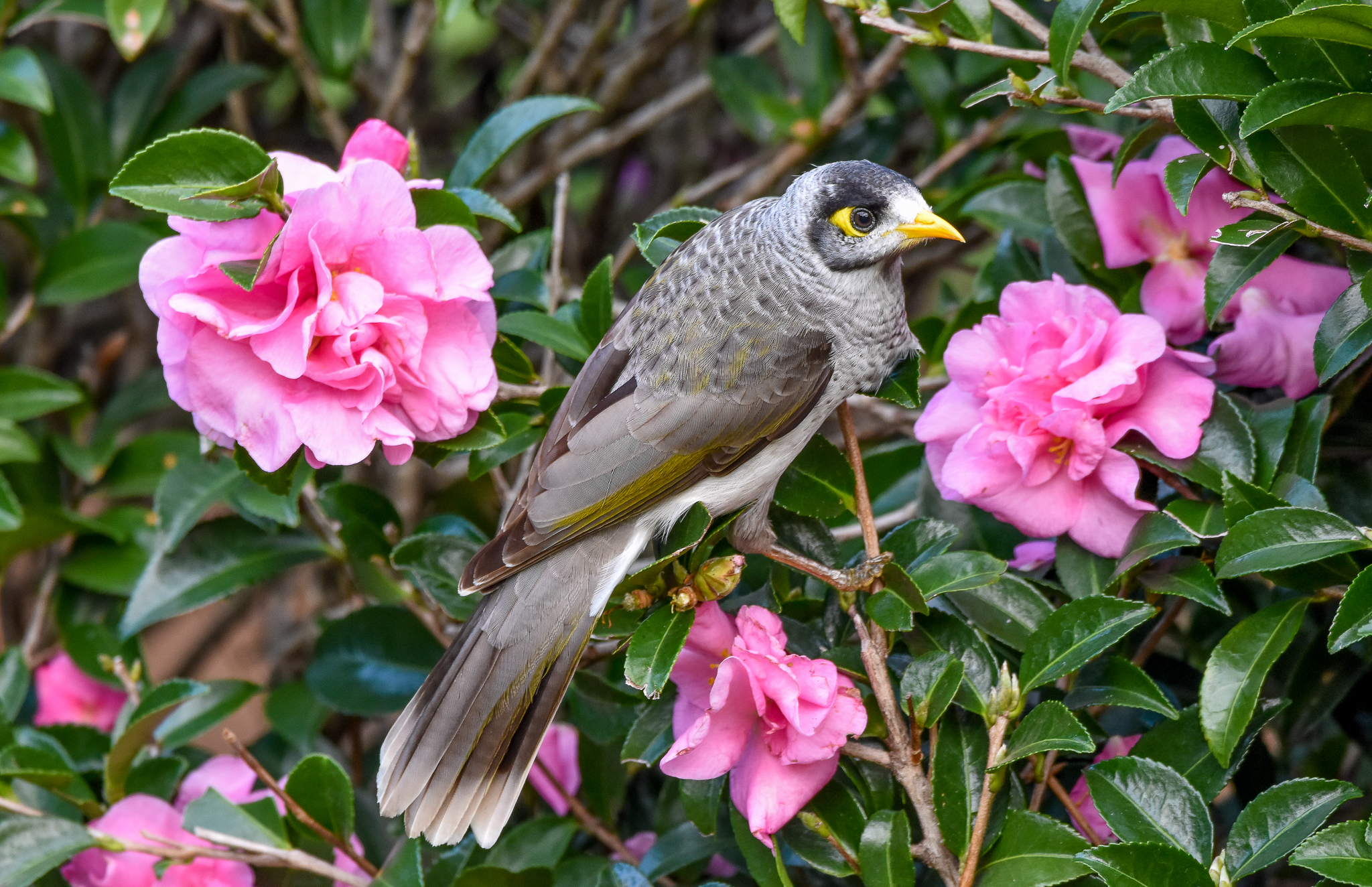 Noisy Miner