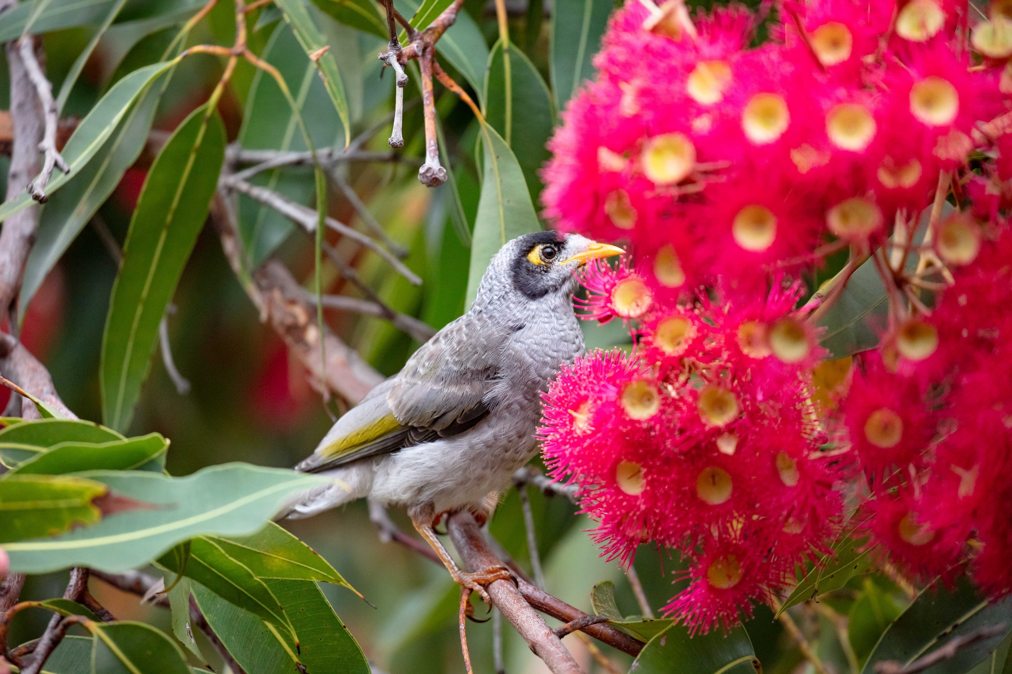 Noisy Miner