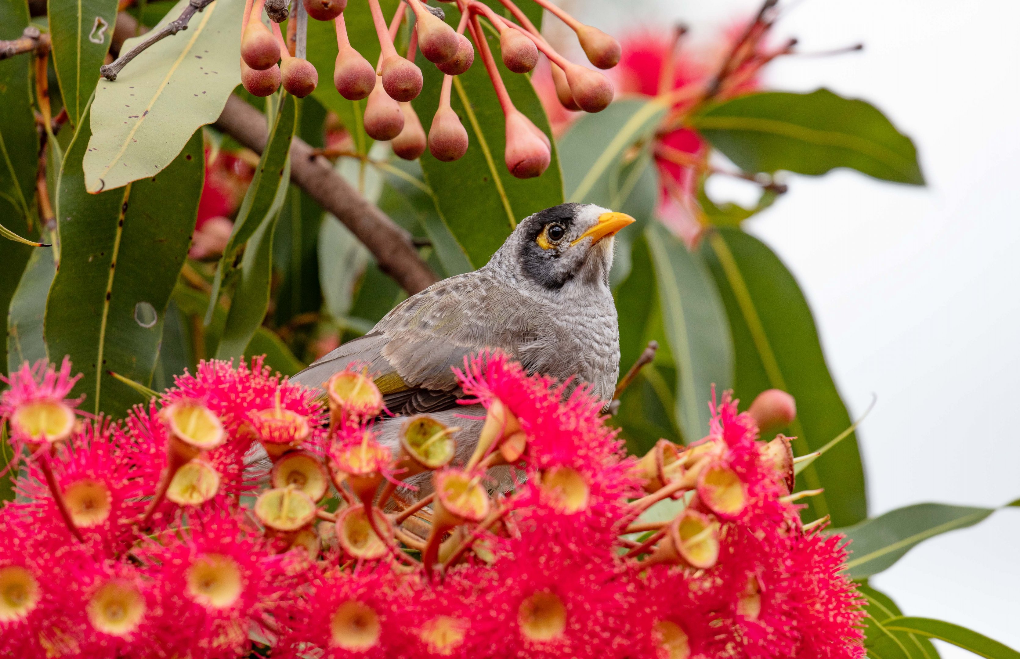 Noisy Miner