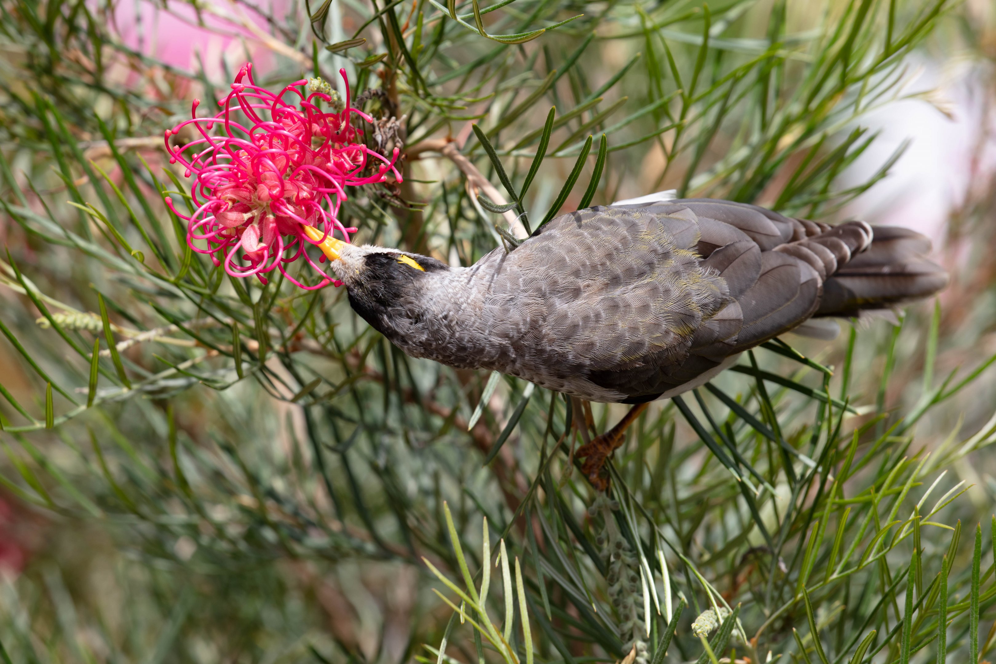 Noisy Miner