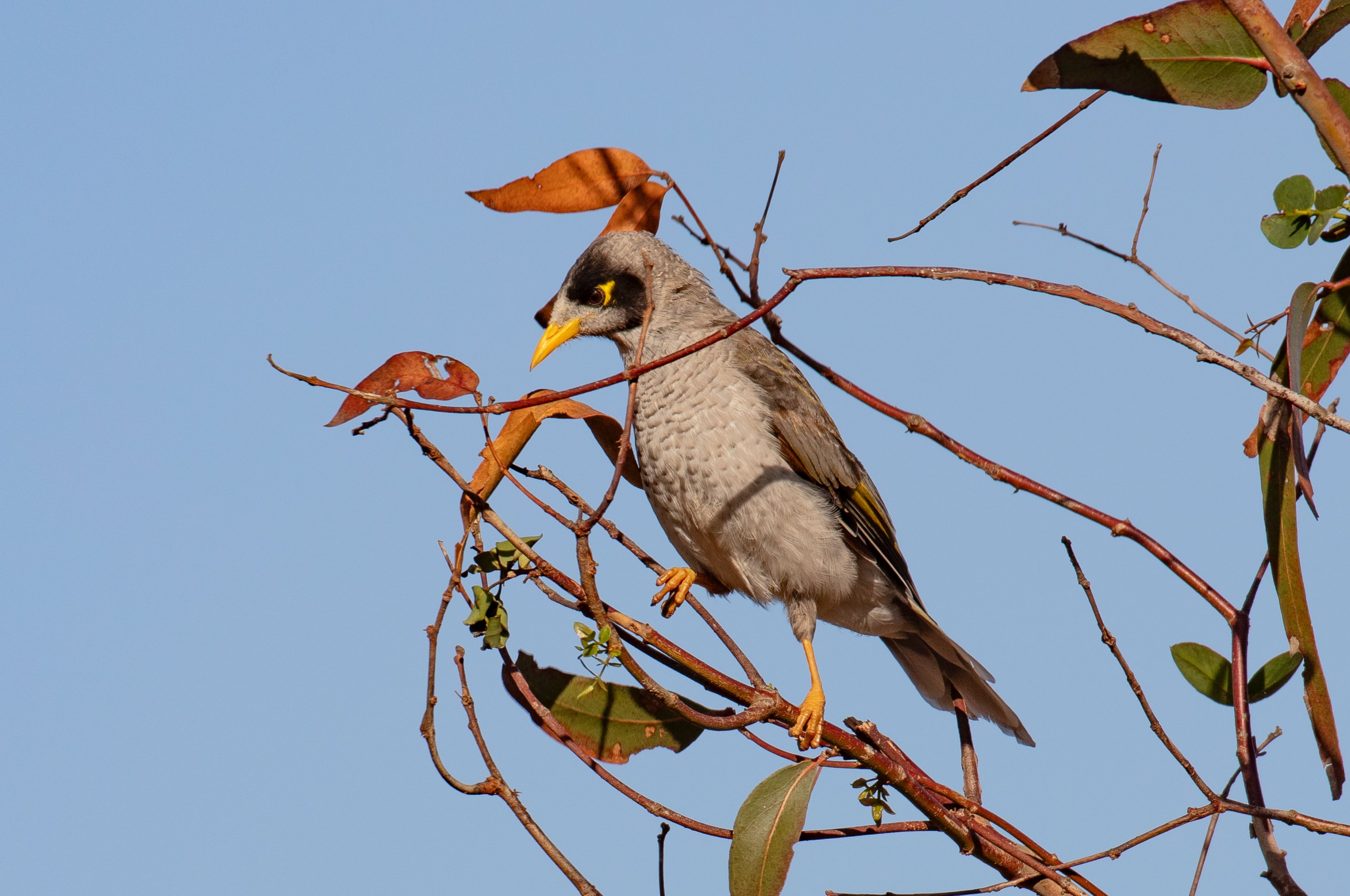 Noisy Miner