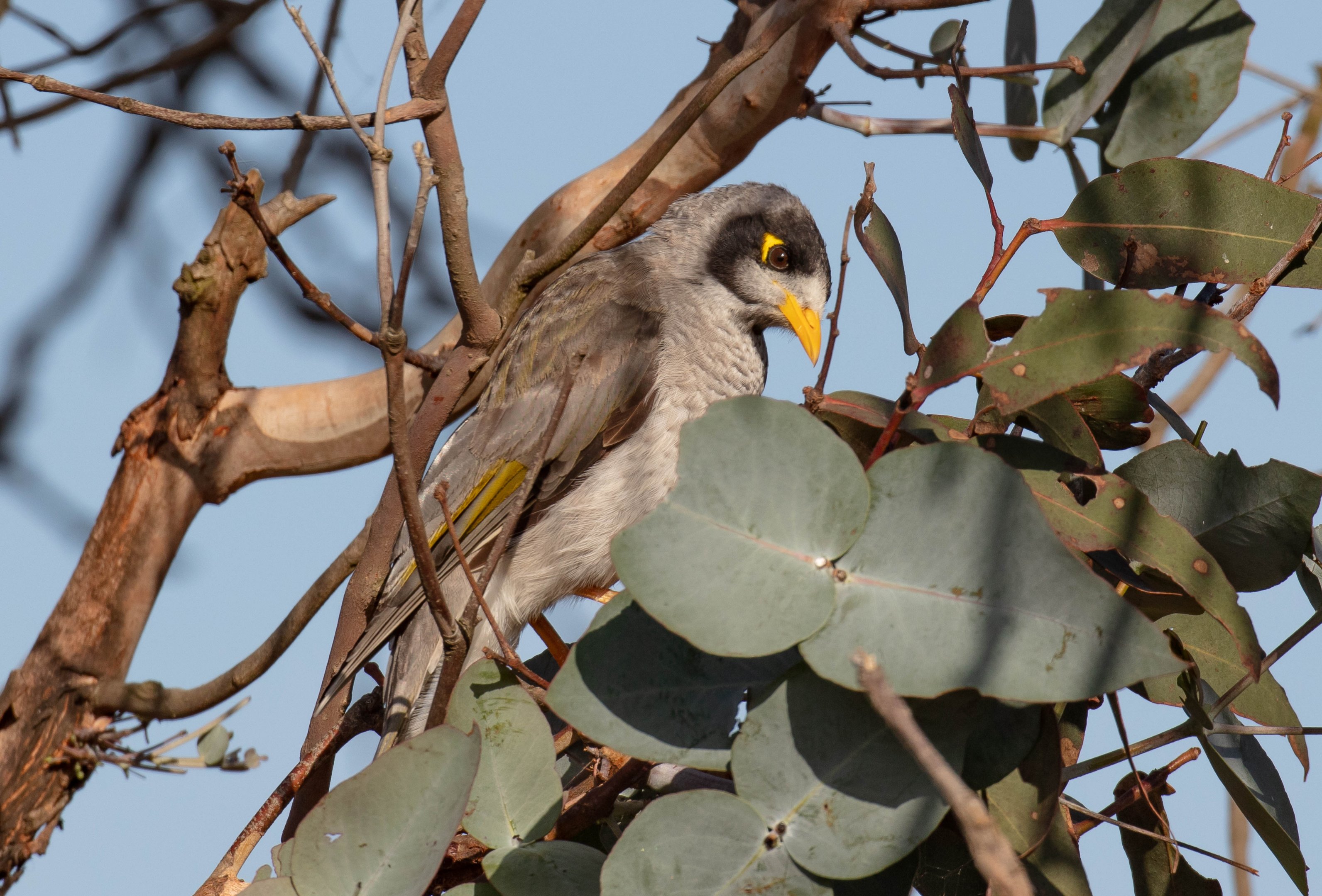 Noisy Miner