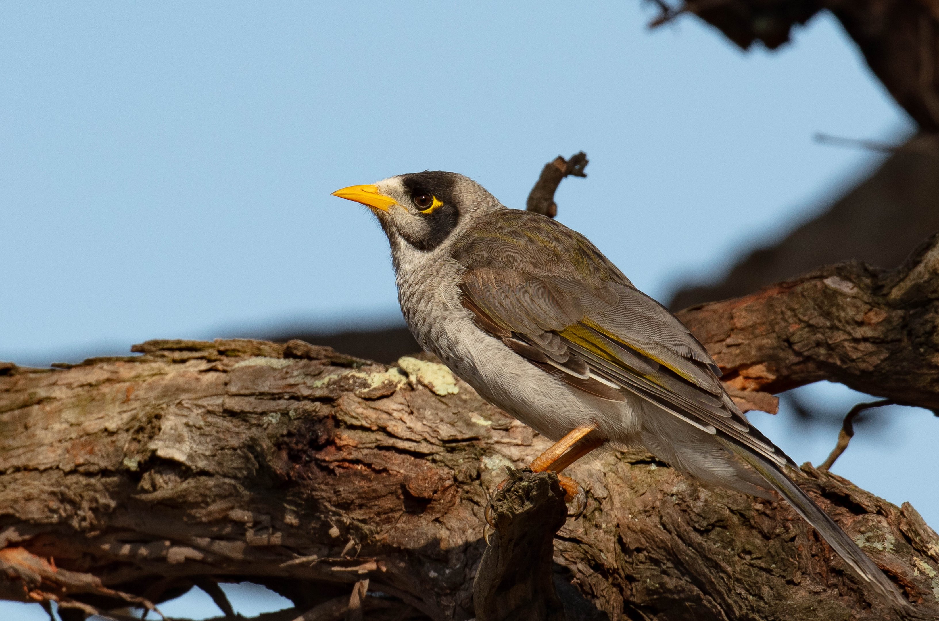 Noisy Miner