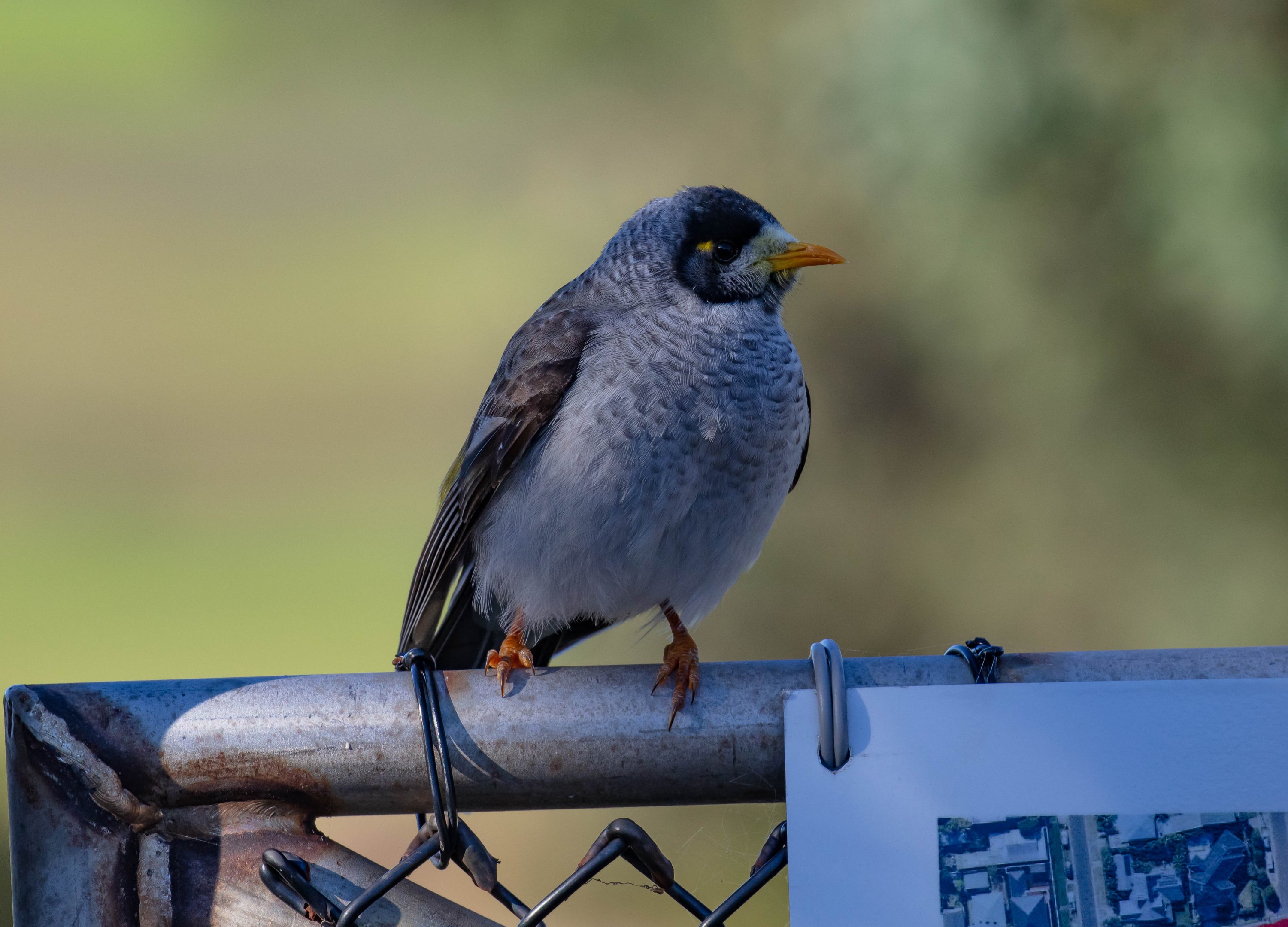 Noisy Miner