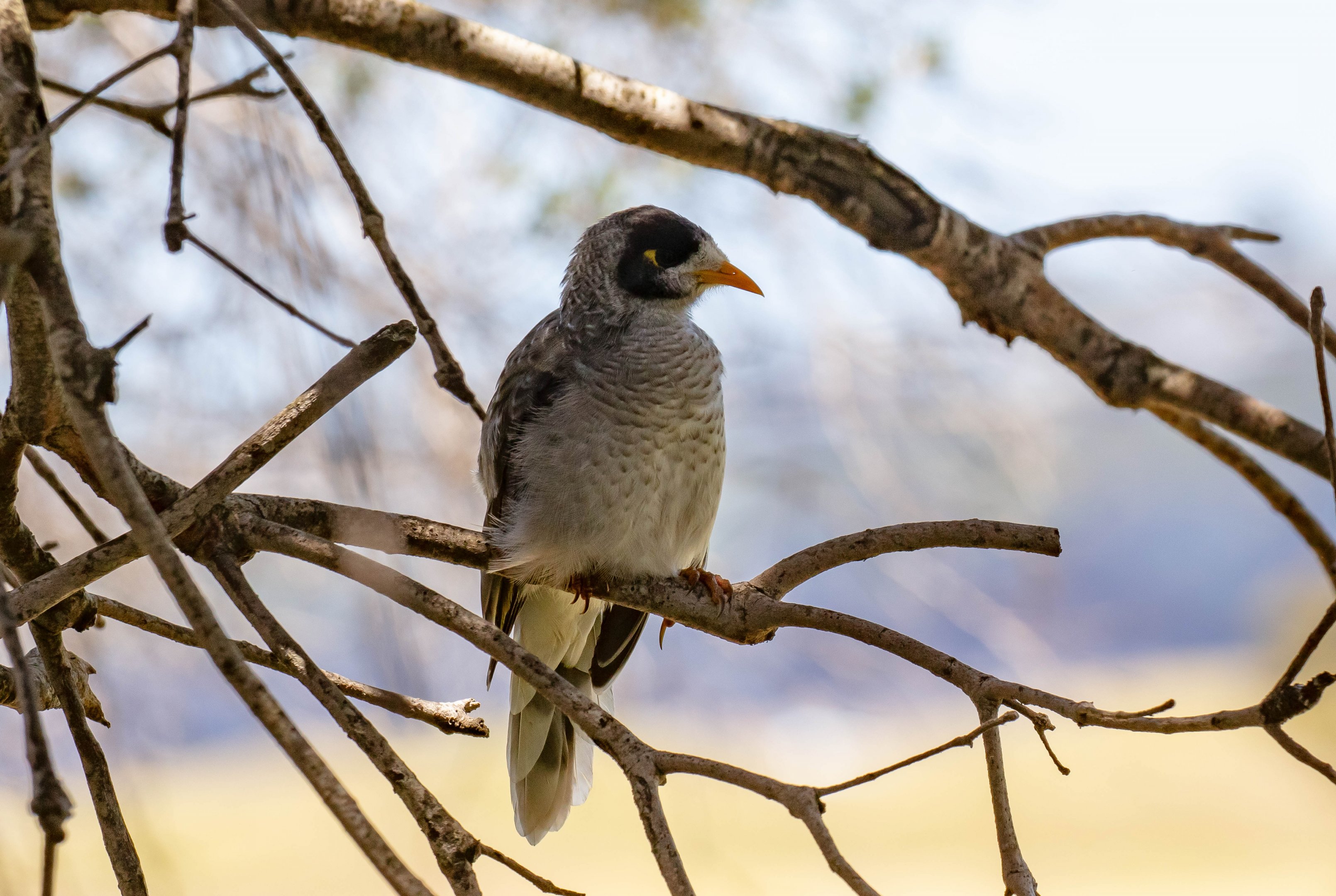 Noisy Miner
