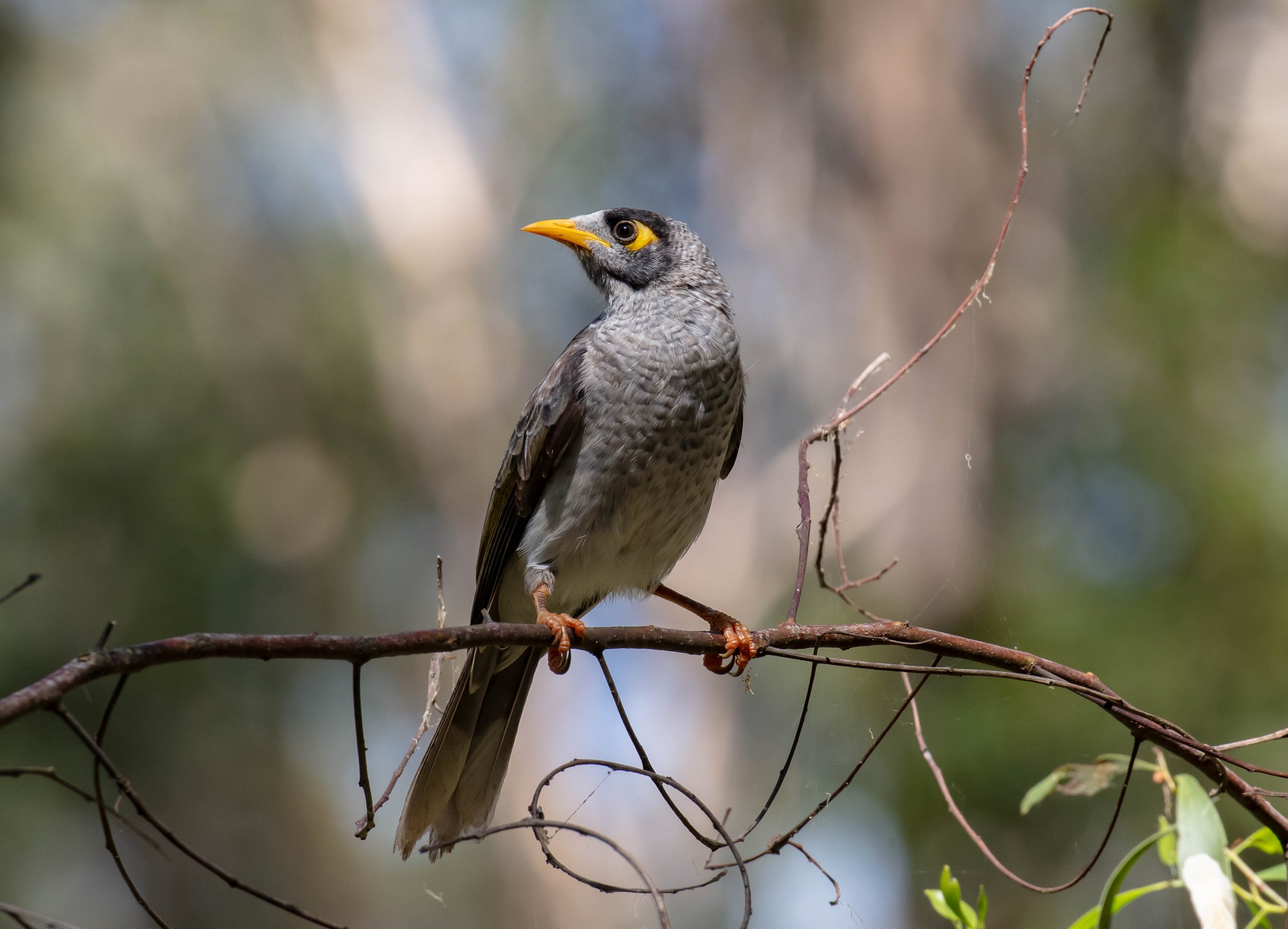 Noisy Miner