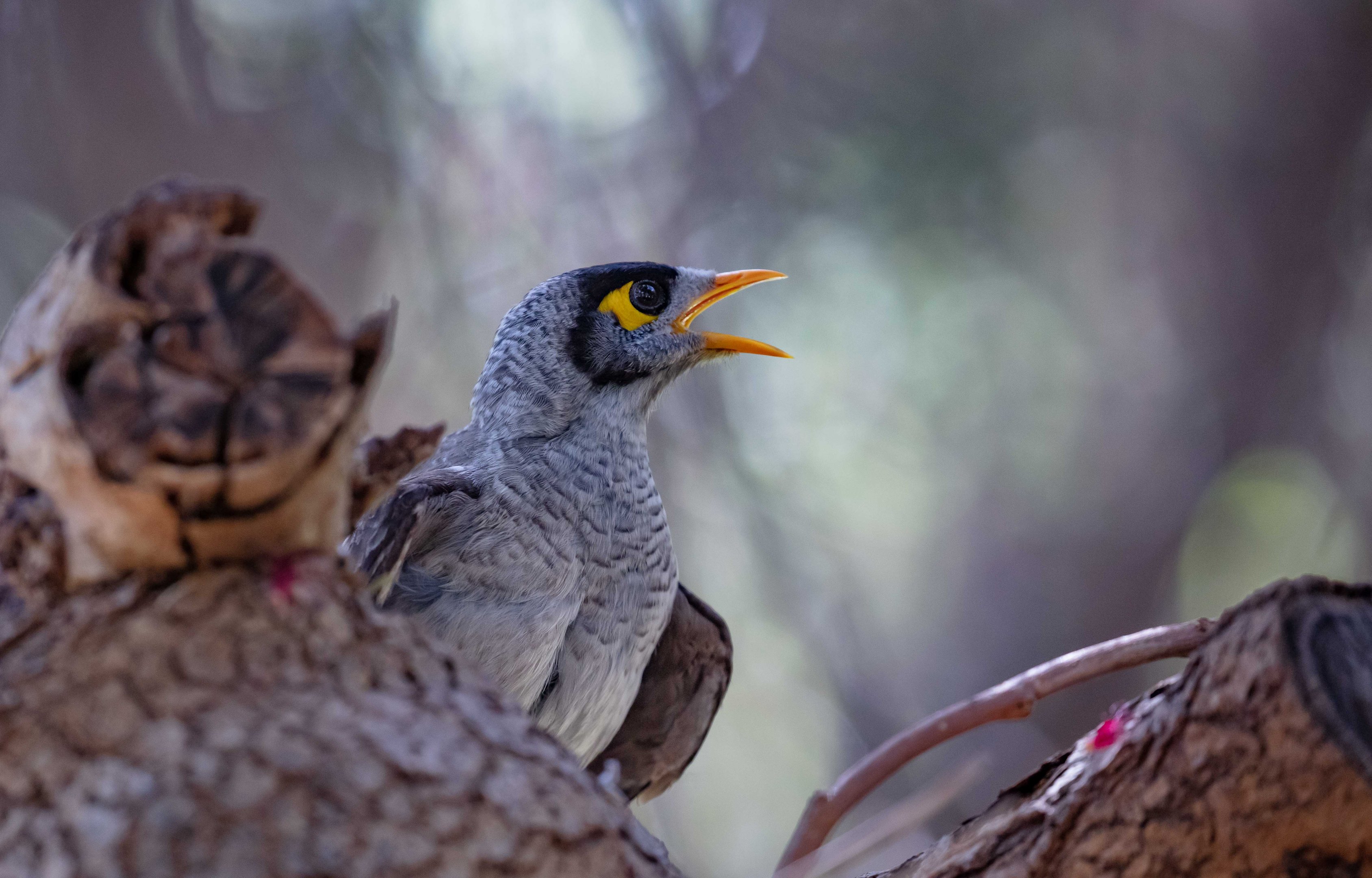 Noisy Miner