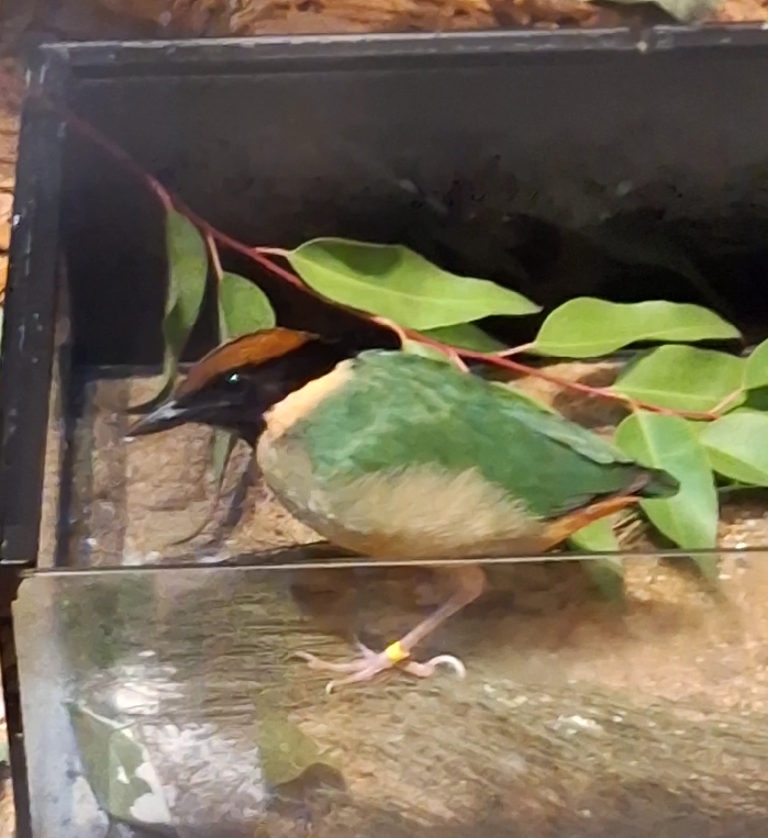 Noisy Pitta - Cairns Koalas and Creatures