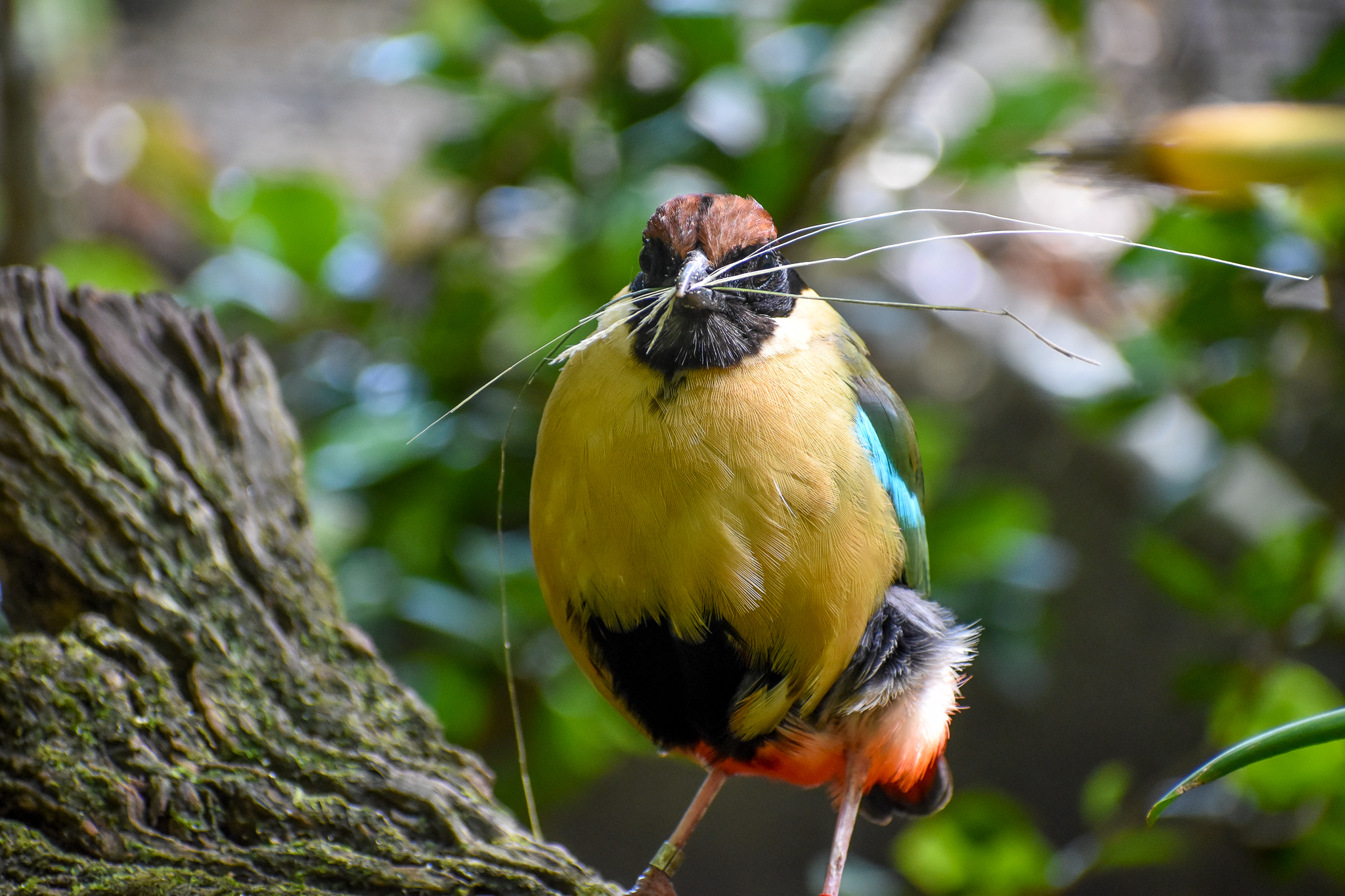 Noisy Pitta collecting nesting material