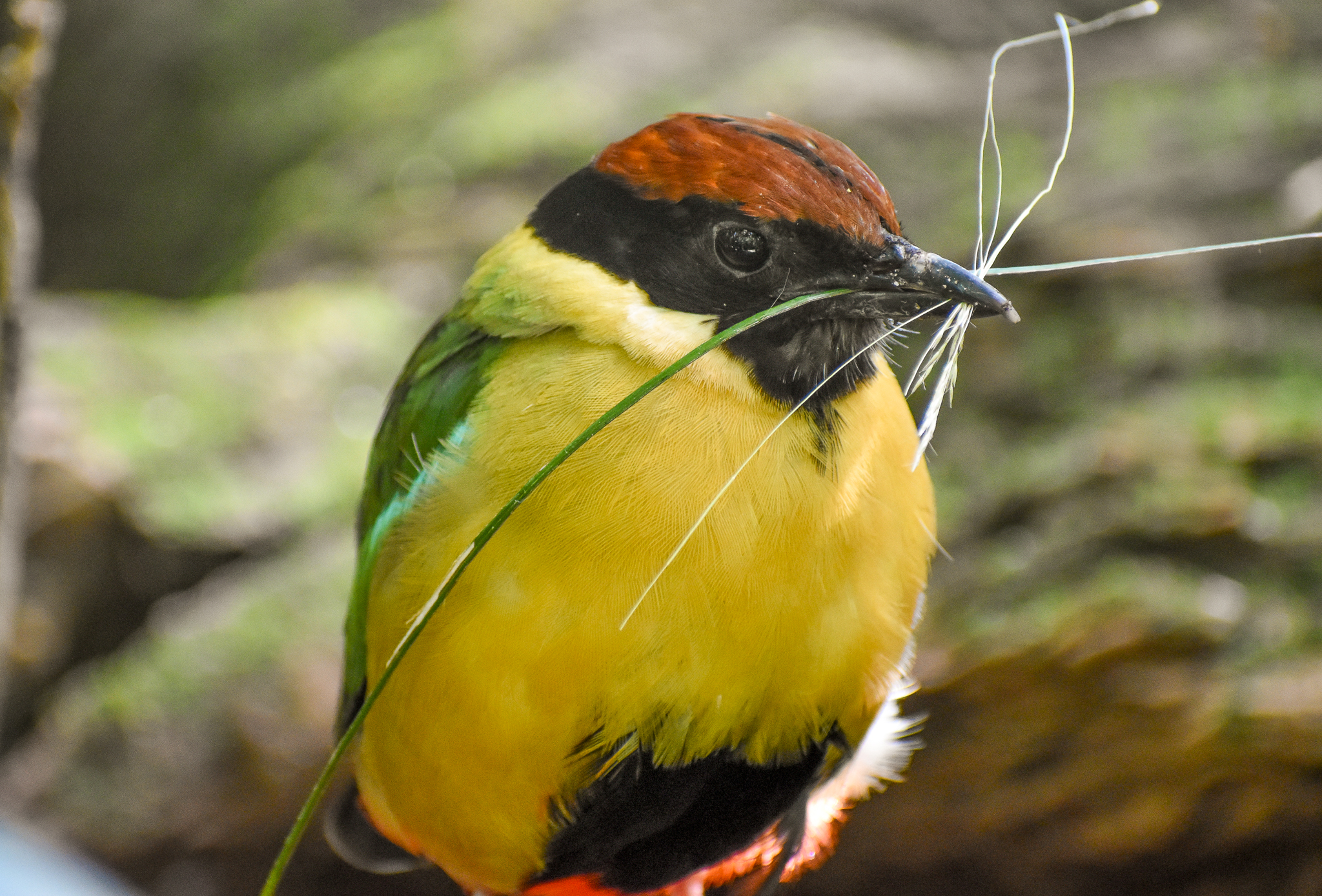 Noisy Pitta collecting nesting material