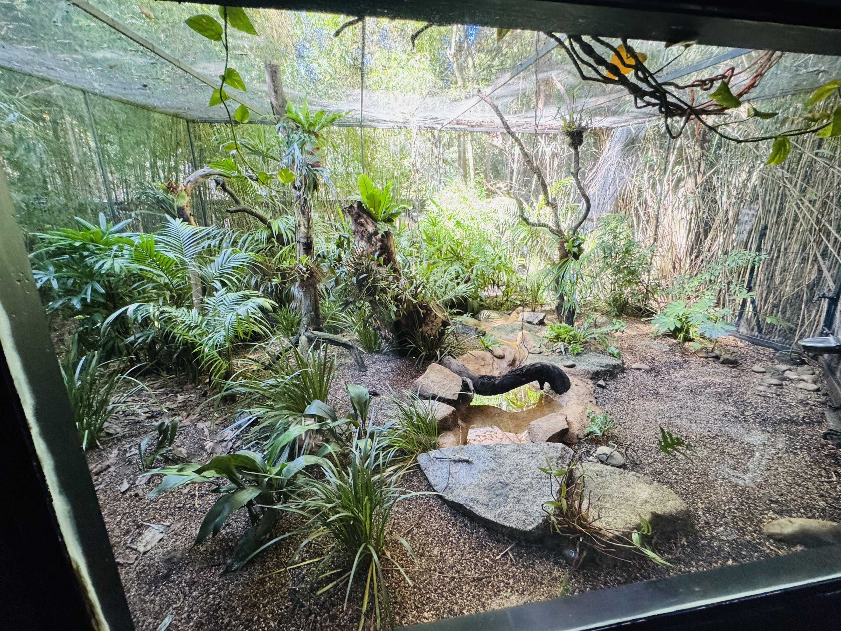 Noisy Pitta/Luzon Bleeding-heart Dove aviary