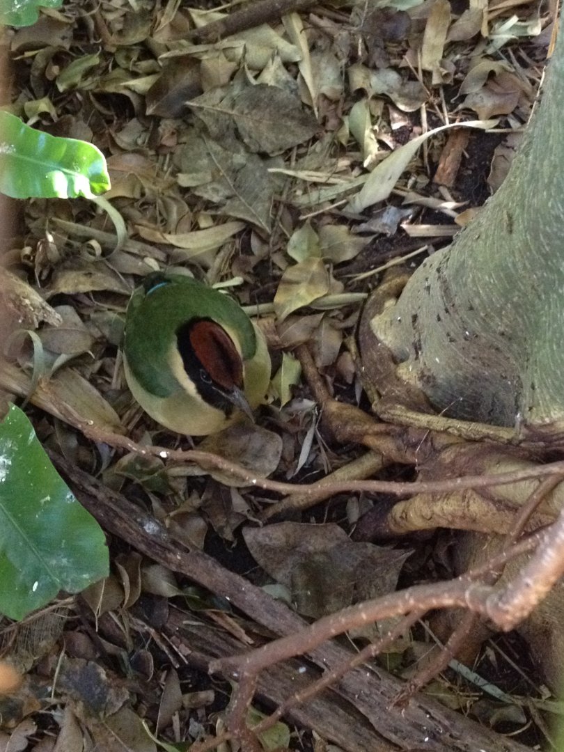 Noisy Pitta (Pitta versicolor)