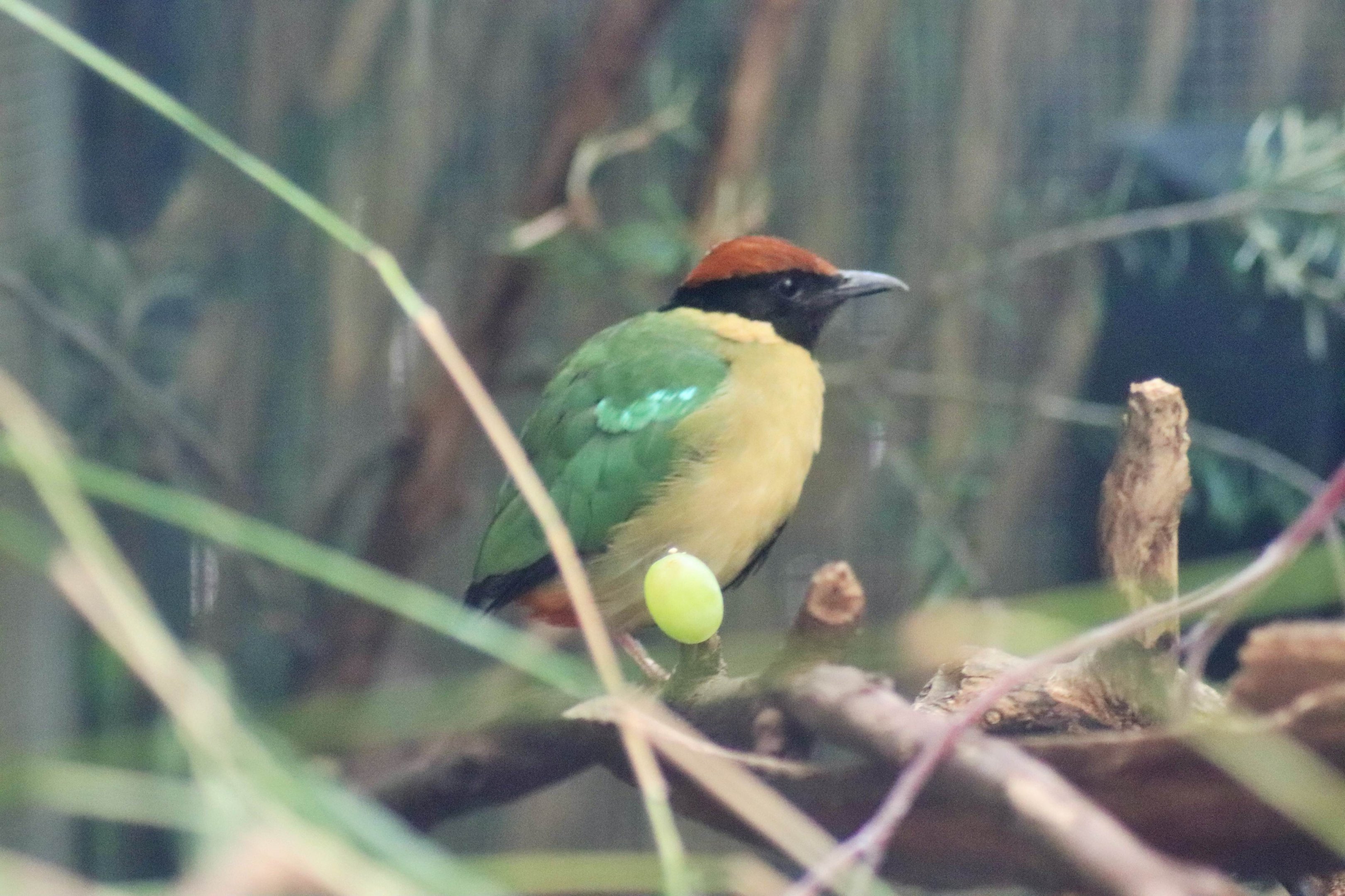 Noisy Pitta (Pitta versicolor)