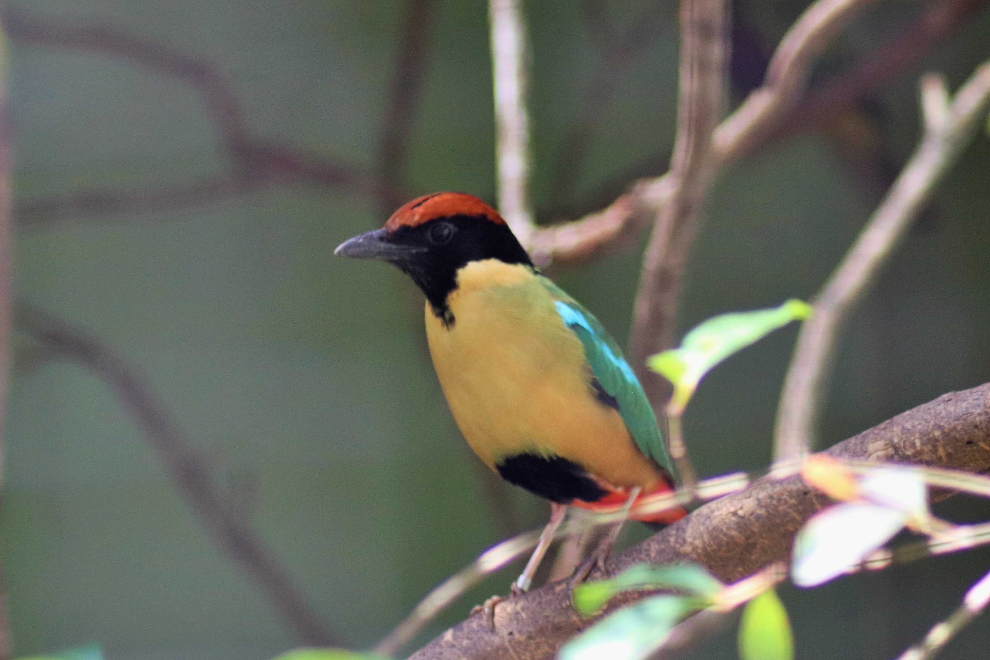 Noisy Pitta (Pitta versicolor)