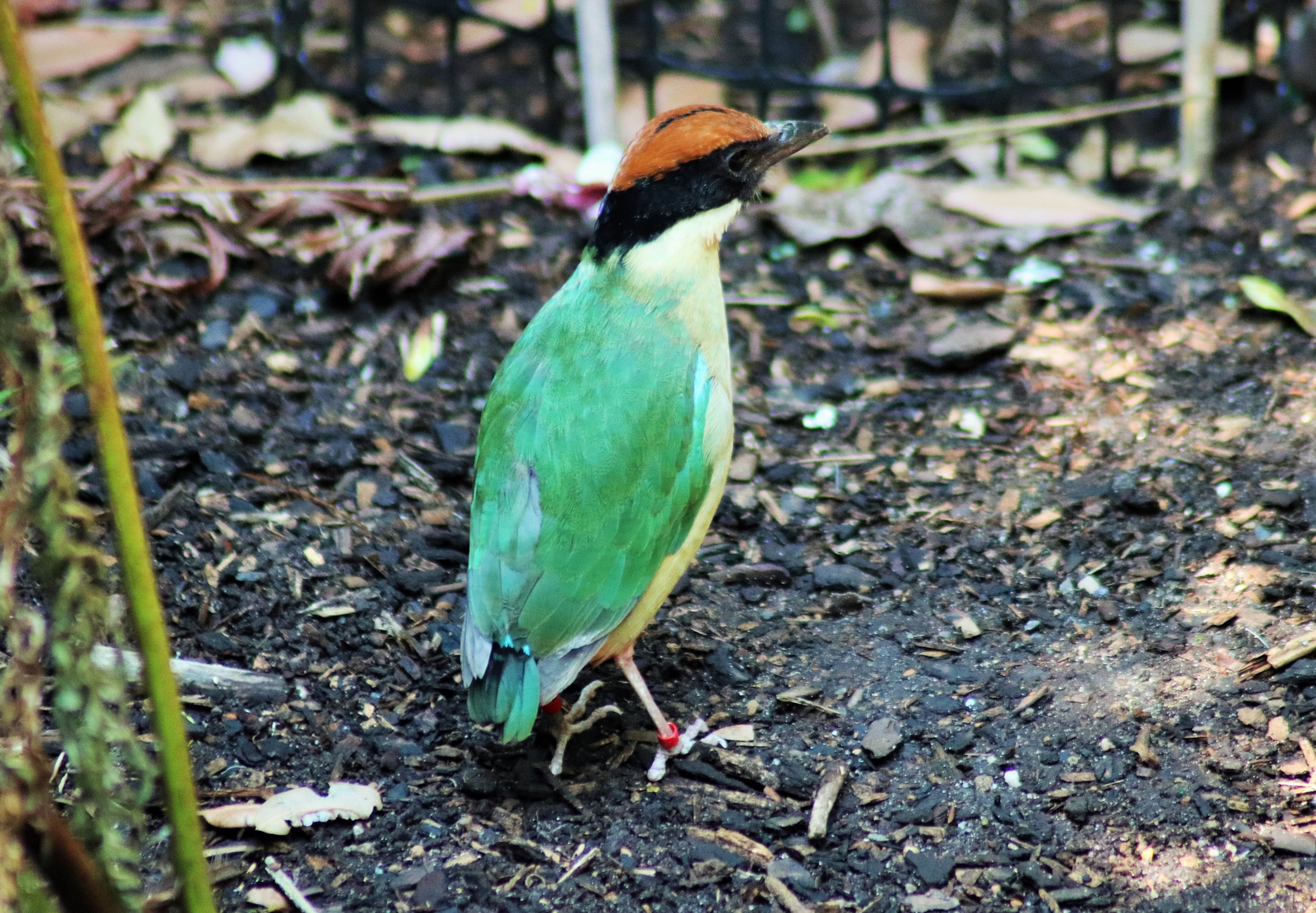 Noisy Pitta (Pitta versicolor)