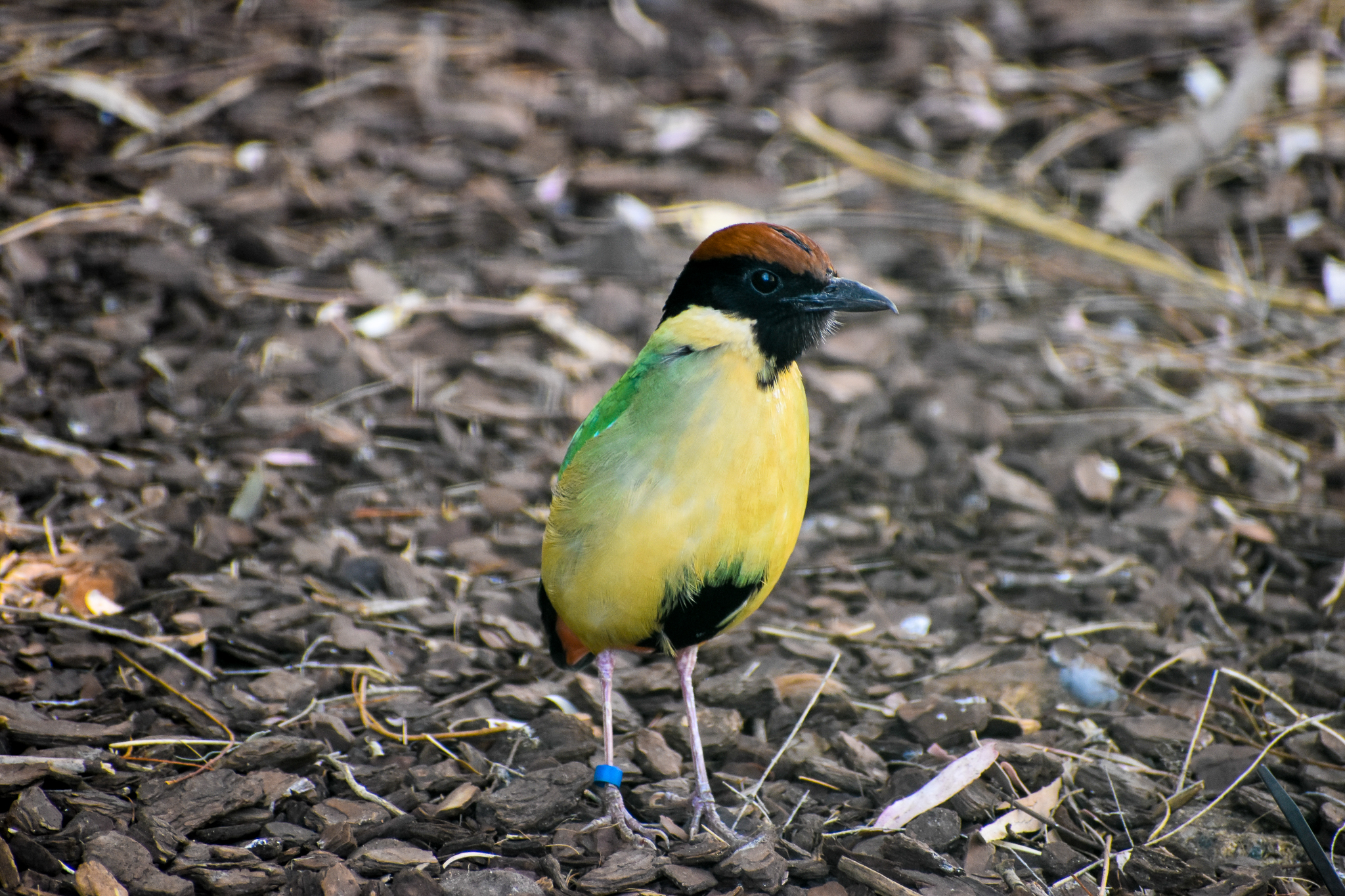 Noisy Pitta (Pitta versicolor)