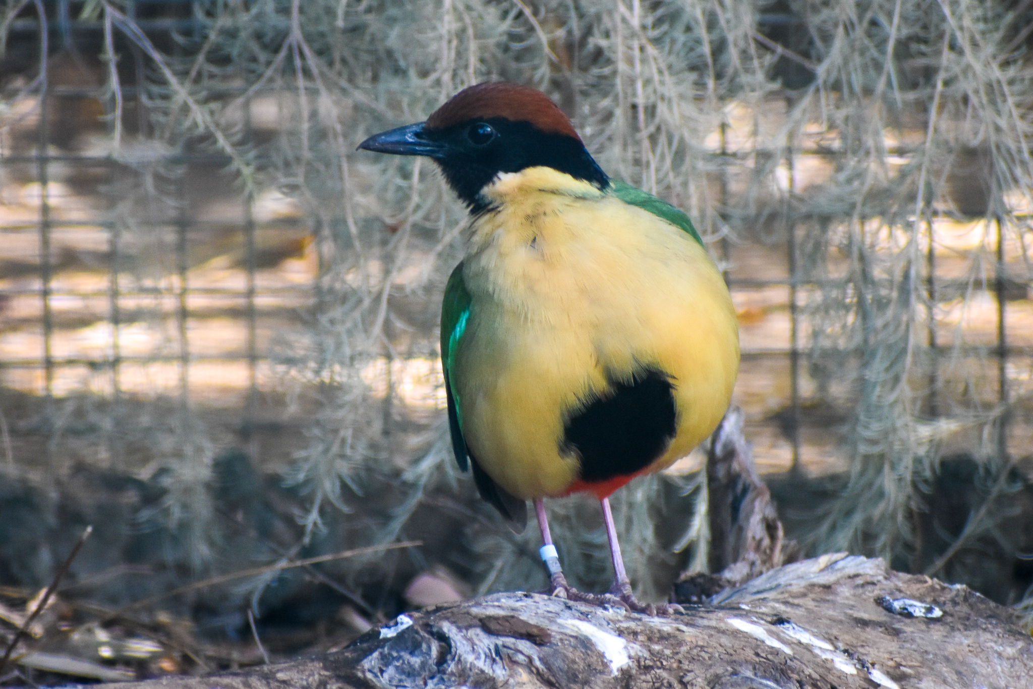 Noisy Pitta (Pitta versicolor)