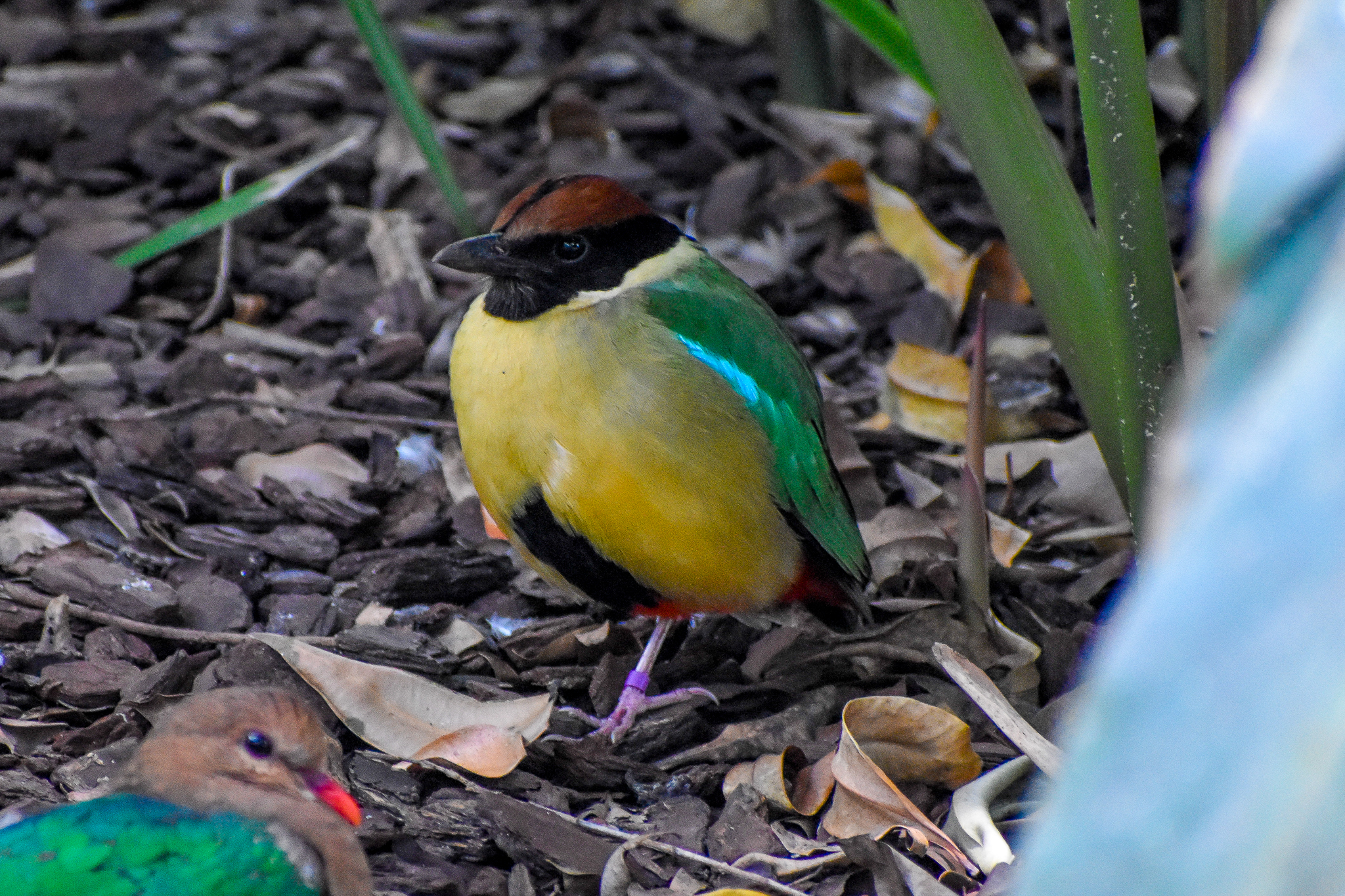 Noisy Pitta (Pitta versicolor)