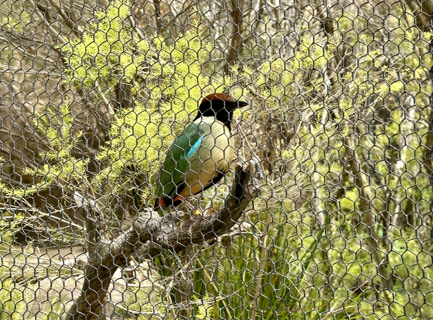 Noisy pitta (Pitta versicolor)