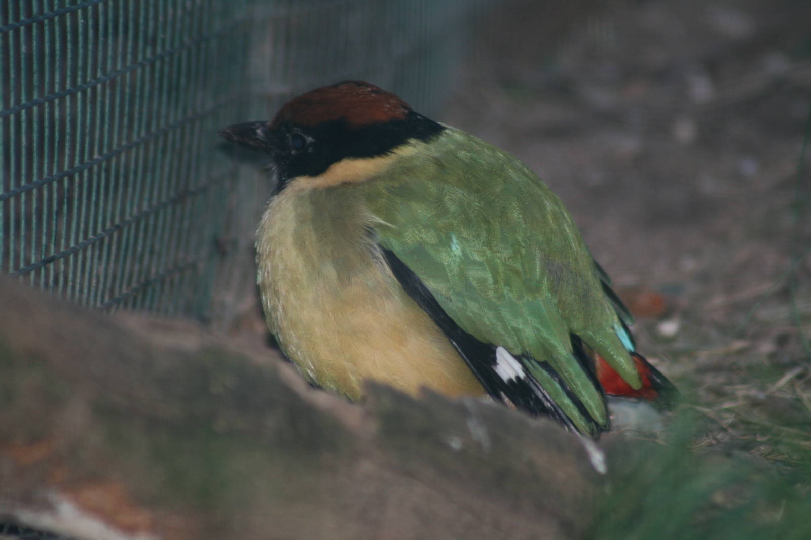 noisy pitta. Taronga zoo. 1/7/2008