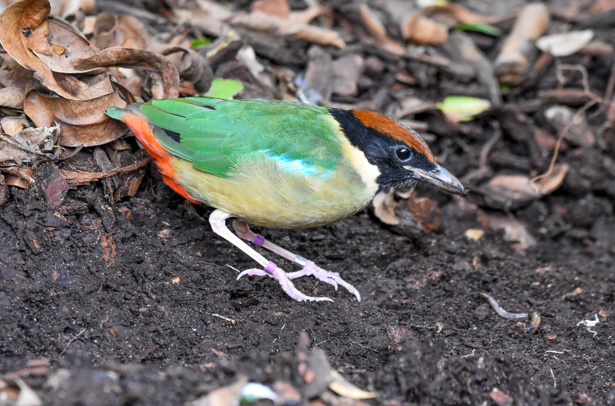 Noisy Pitta with worm