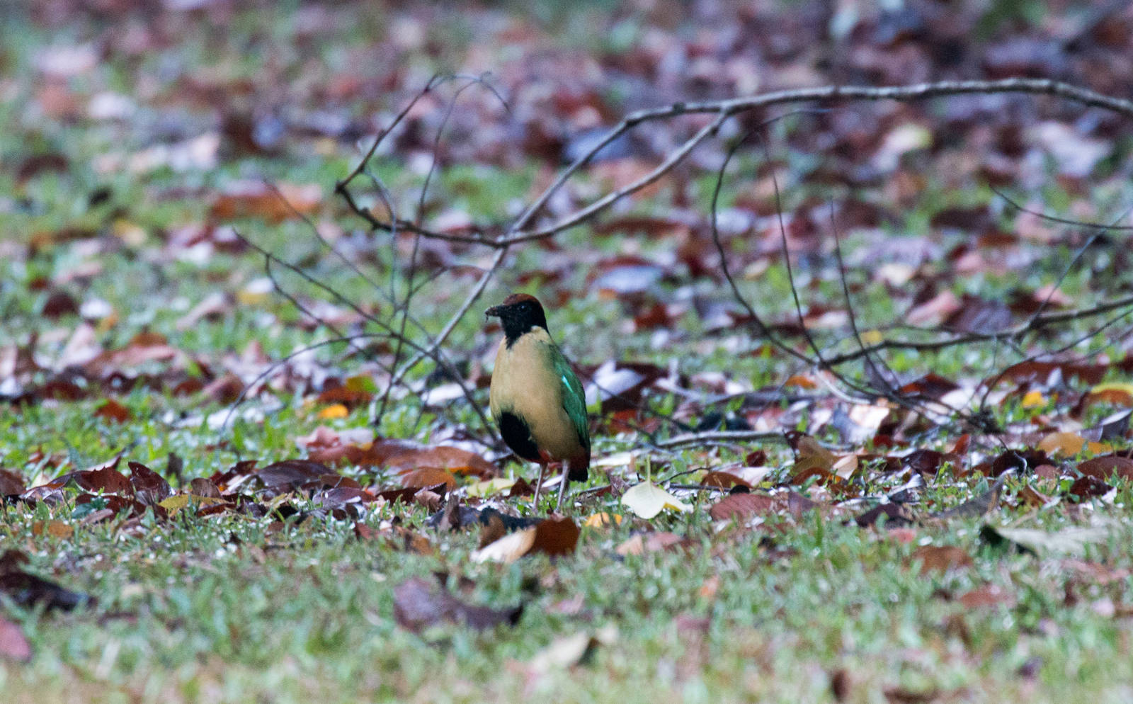 Noisy Pitta