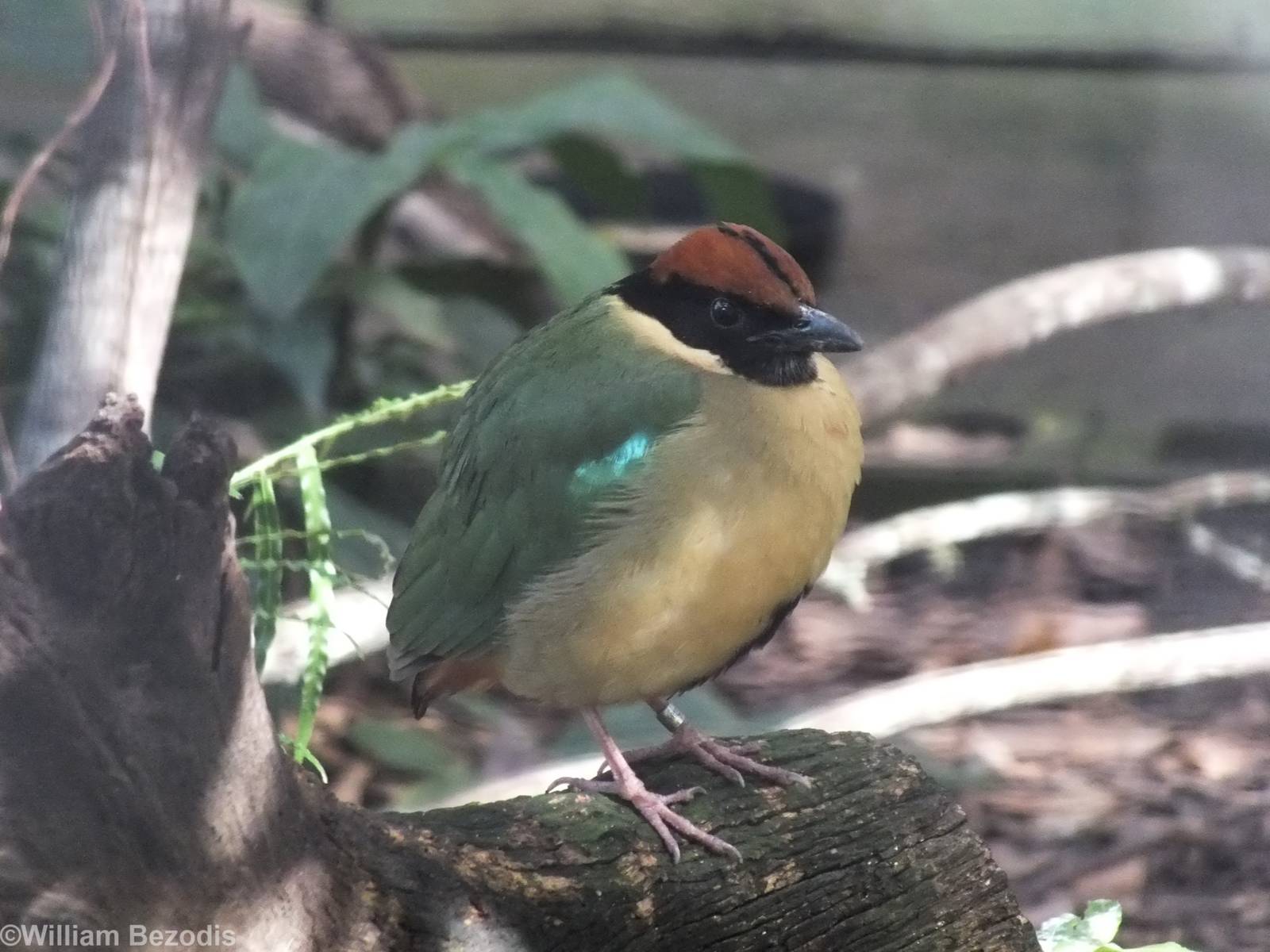 Noisy Pitta