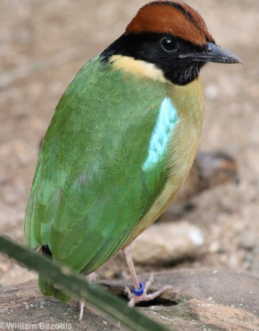 Noisy Pitta