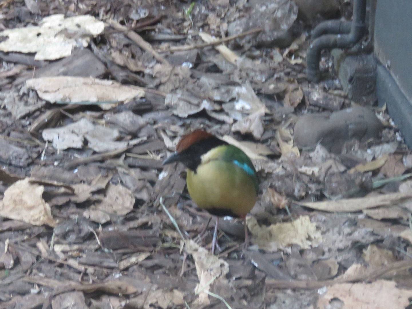 Noisy Pitta