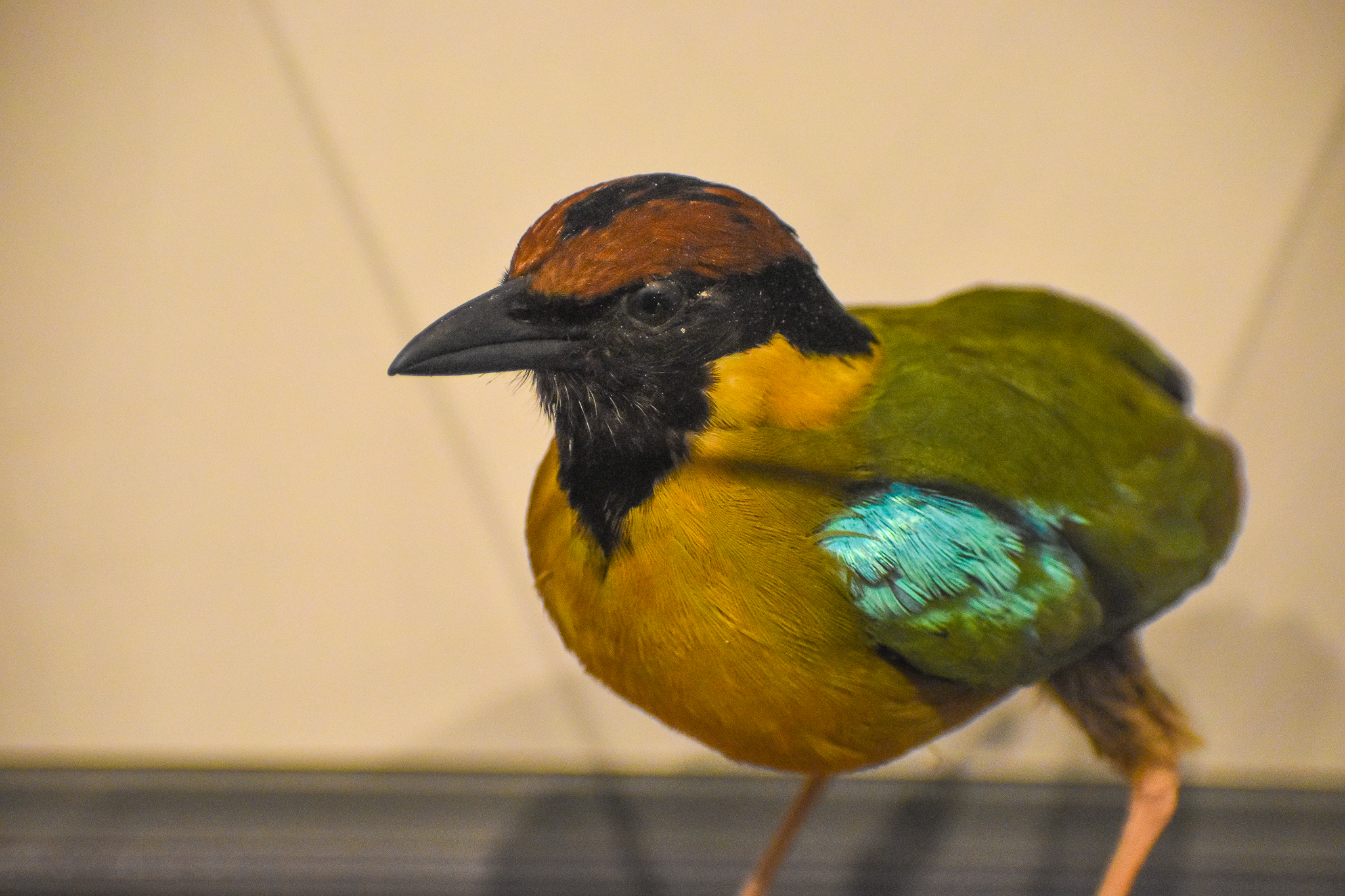 Noisy Pitta