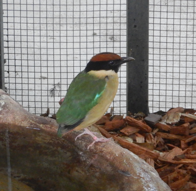 Noisy Pitta