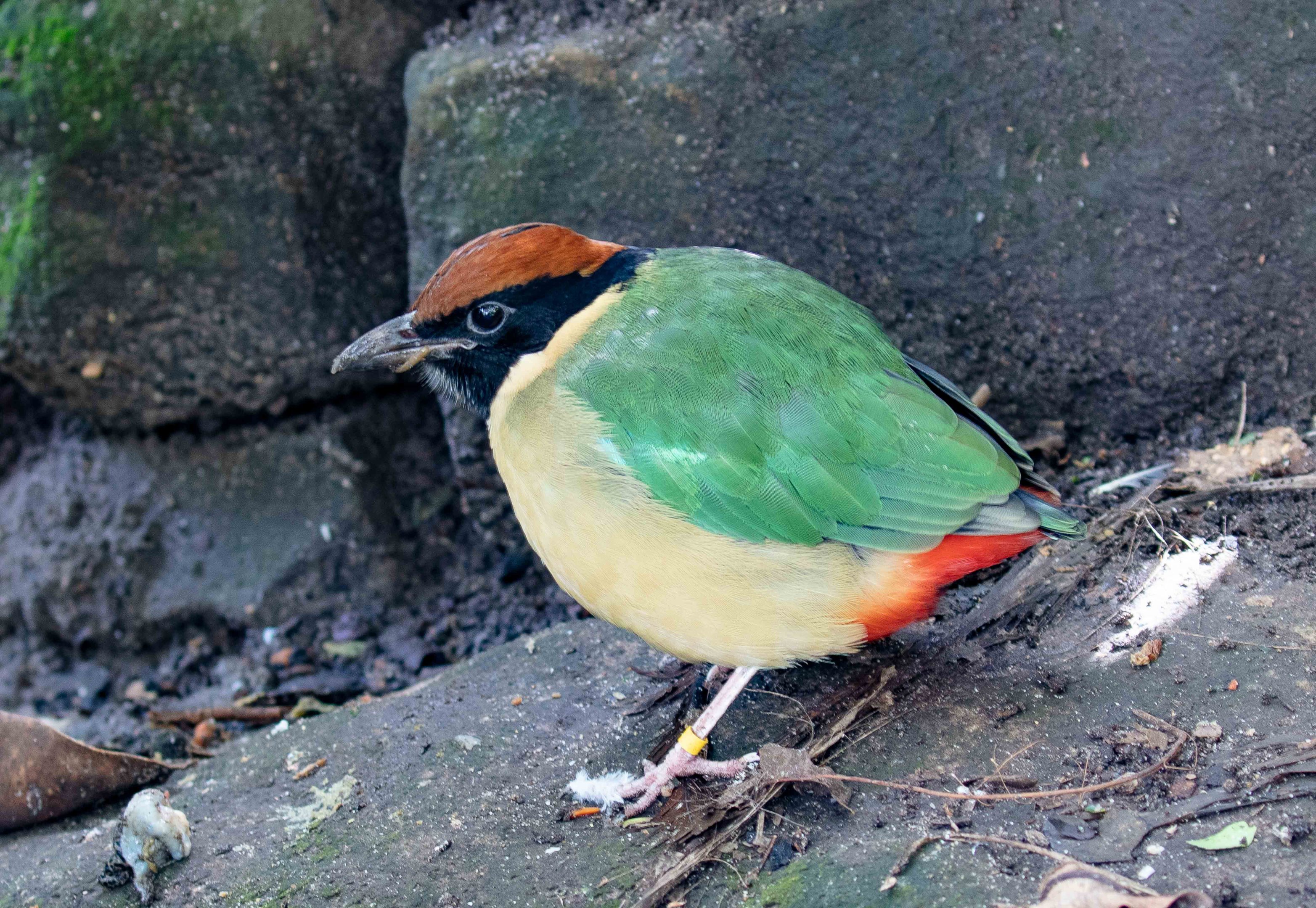 Noisy Pitta