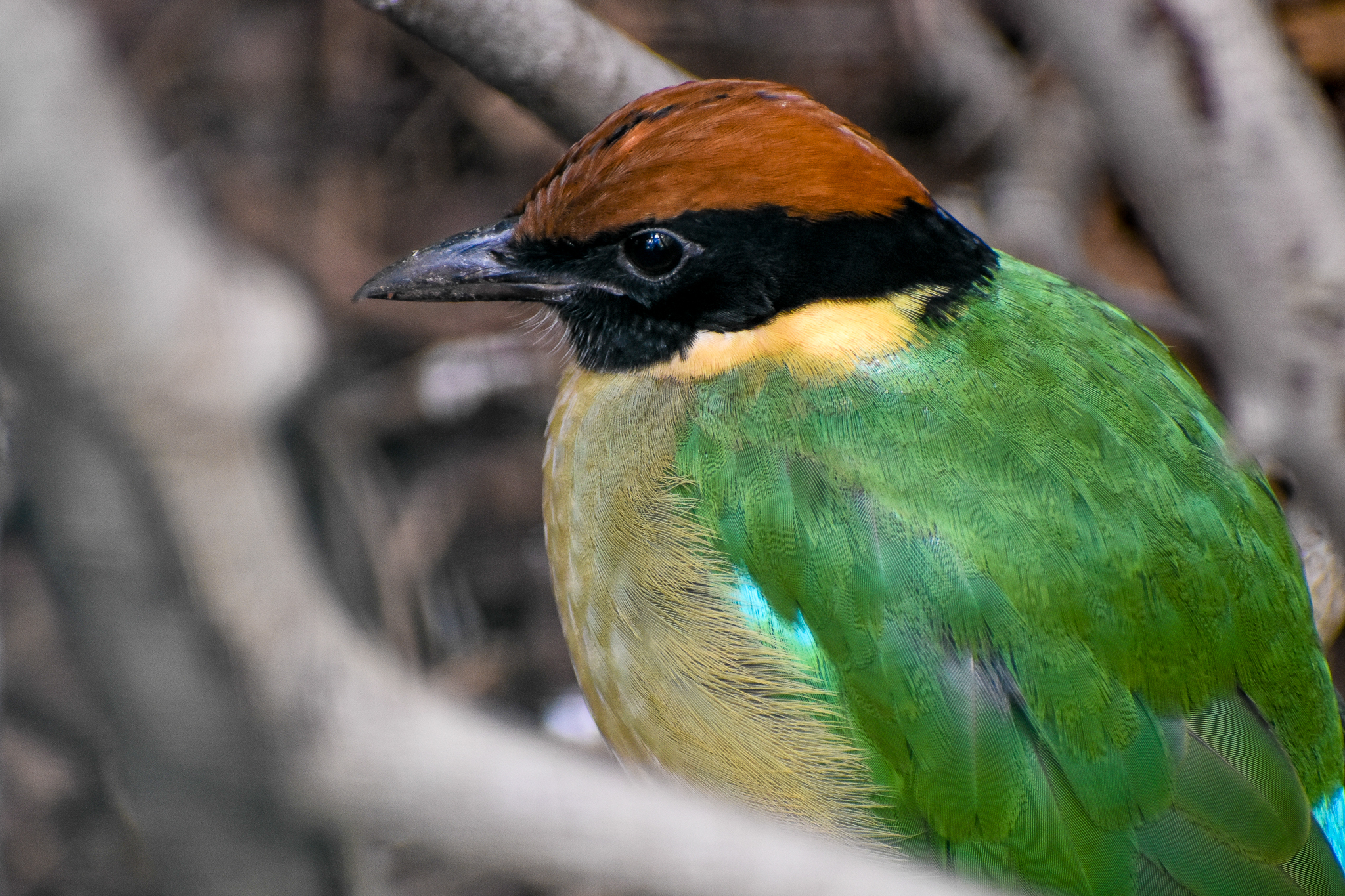 Noisy Pitta