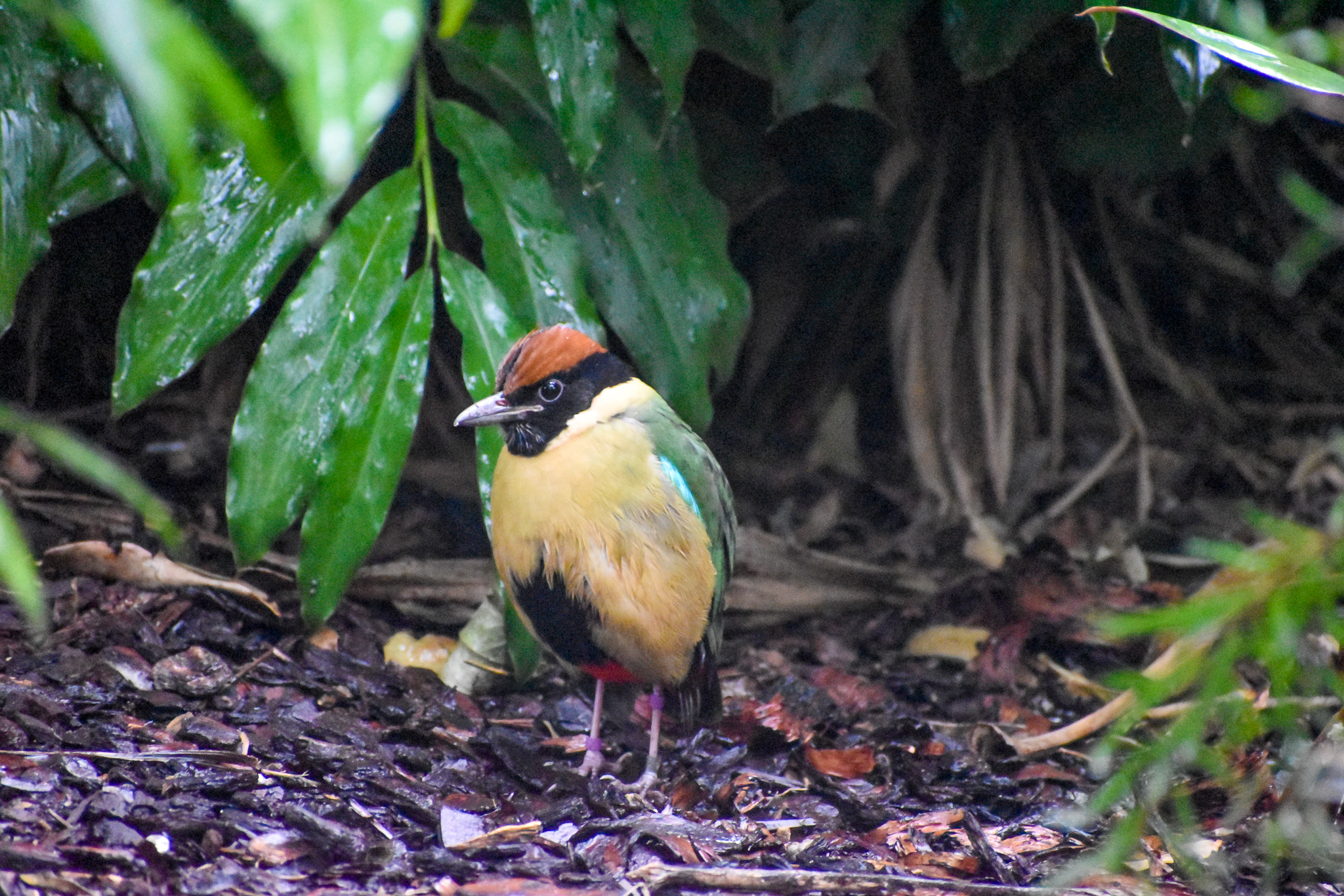 Noisy Pitta
