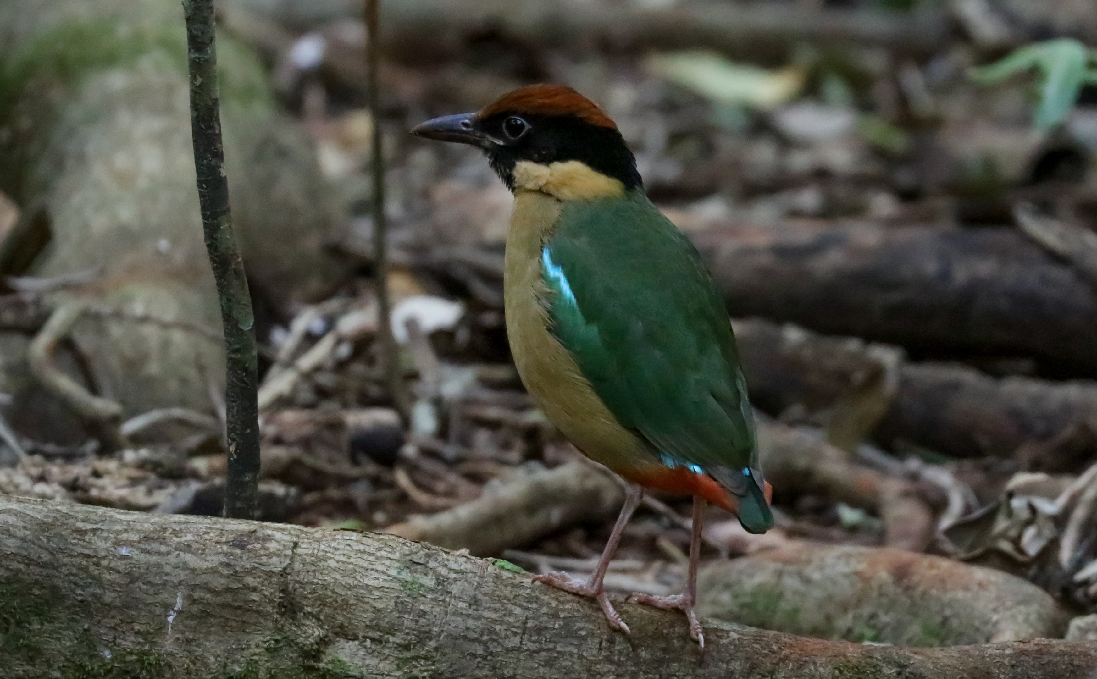 Noisy Pitta