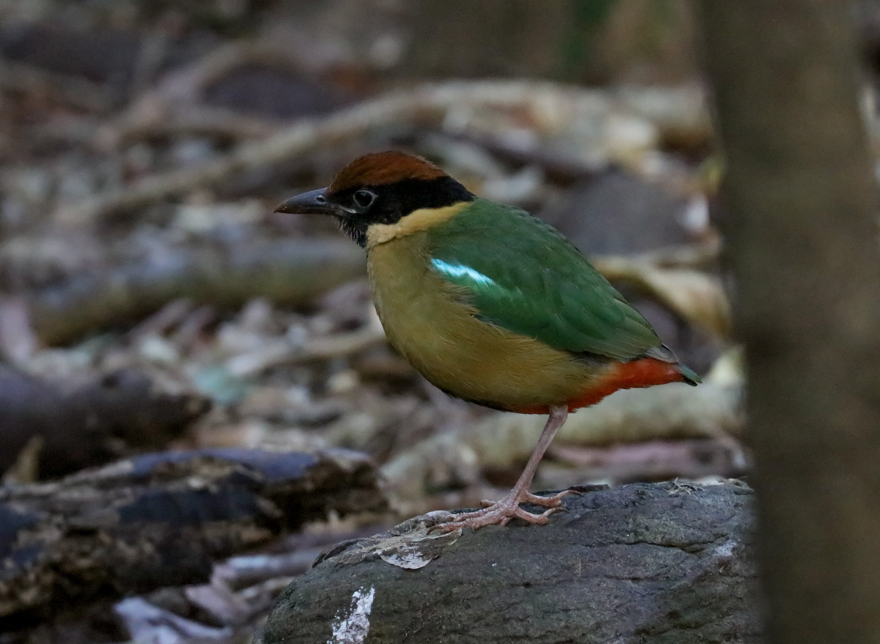 Noisy Pitta