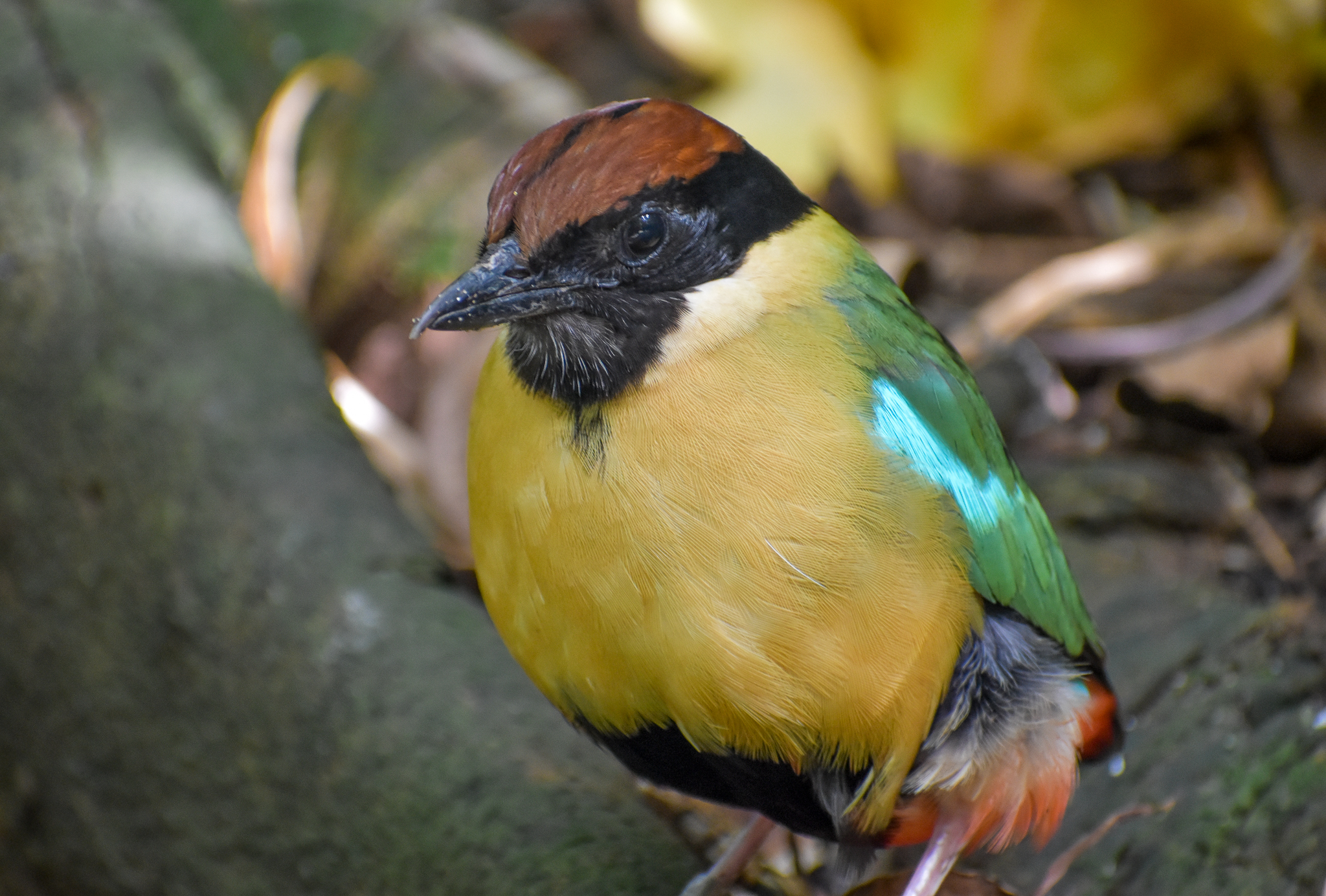 Noisy Pitta