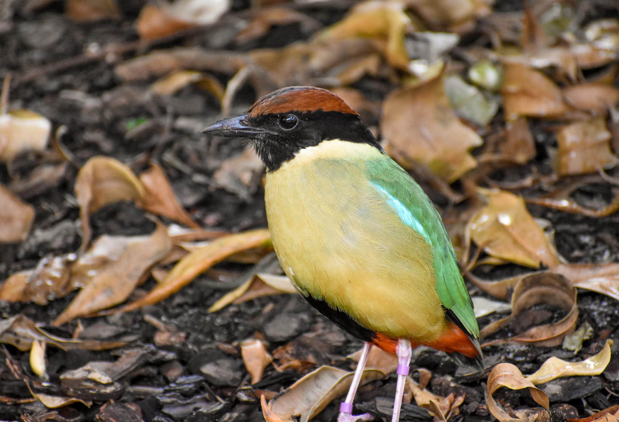 Noisy Pitta
