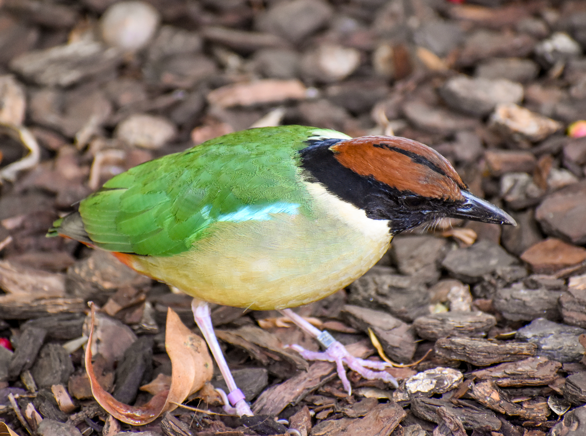 Noisy Pitta