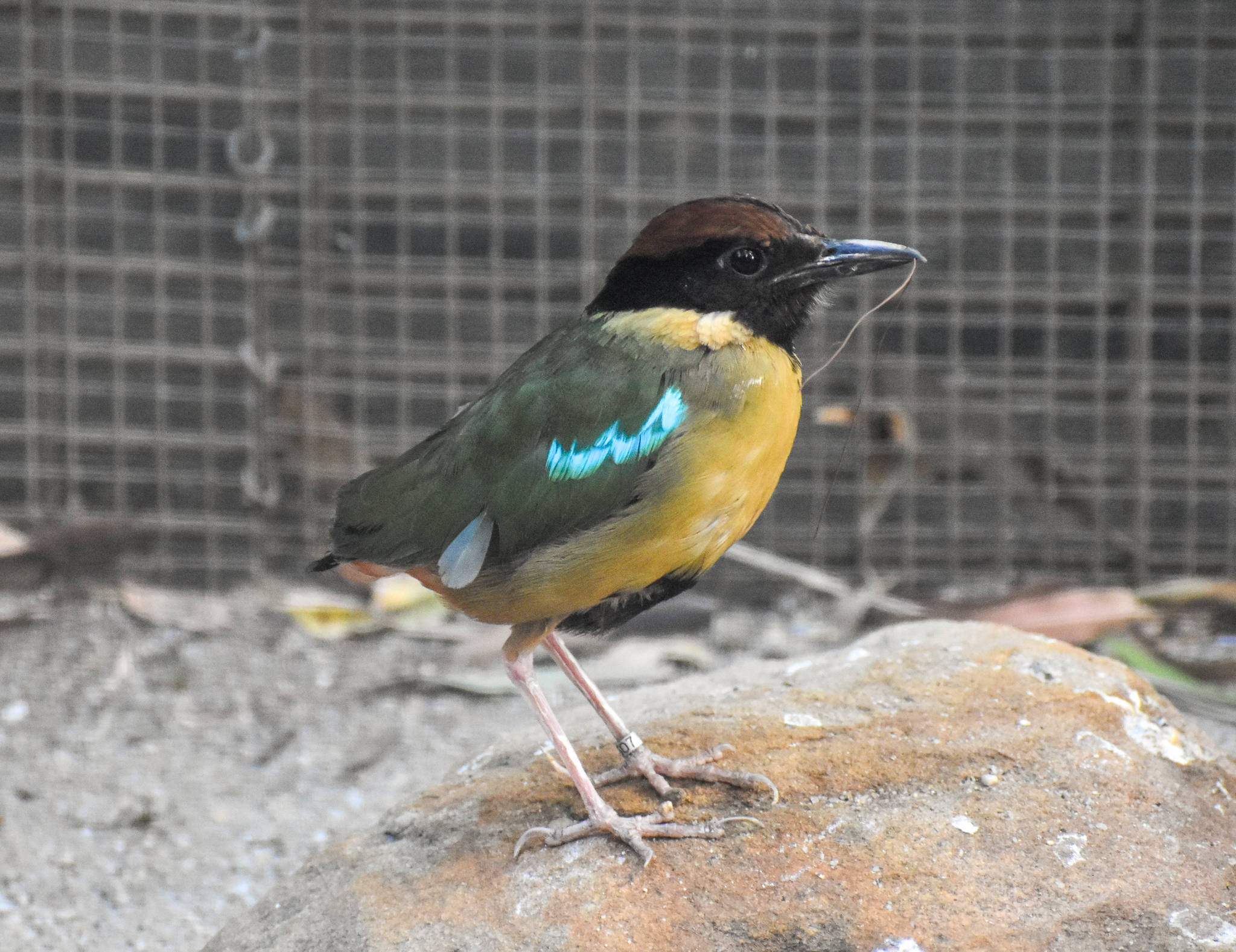 Noisy Pitta