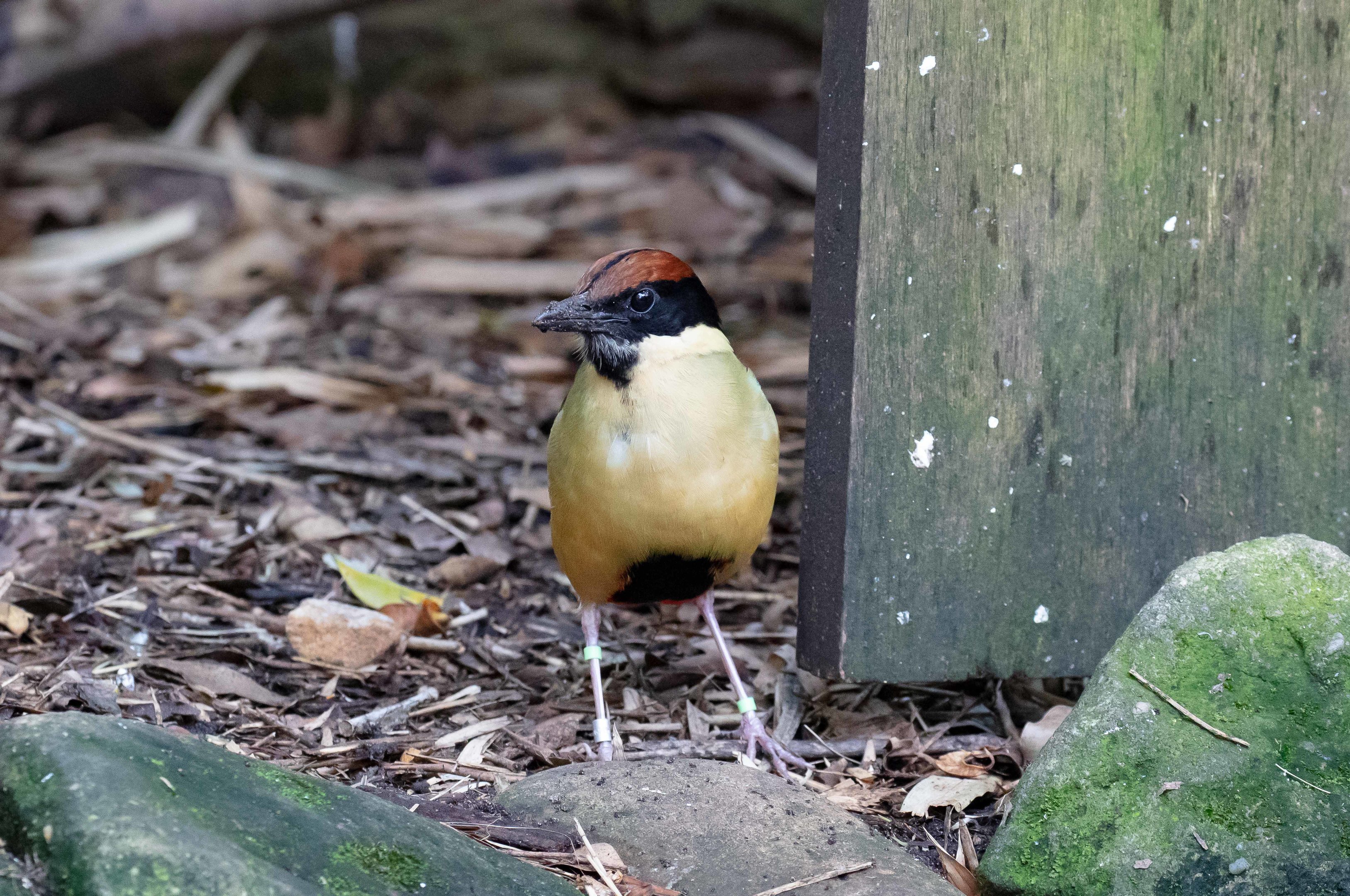 Noisy Pitta