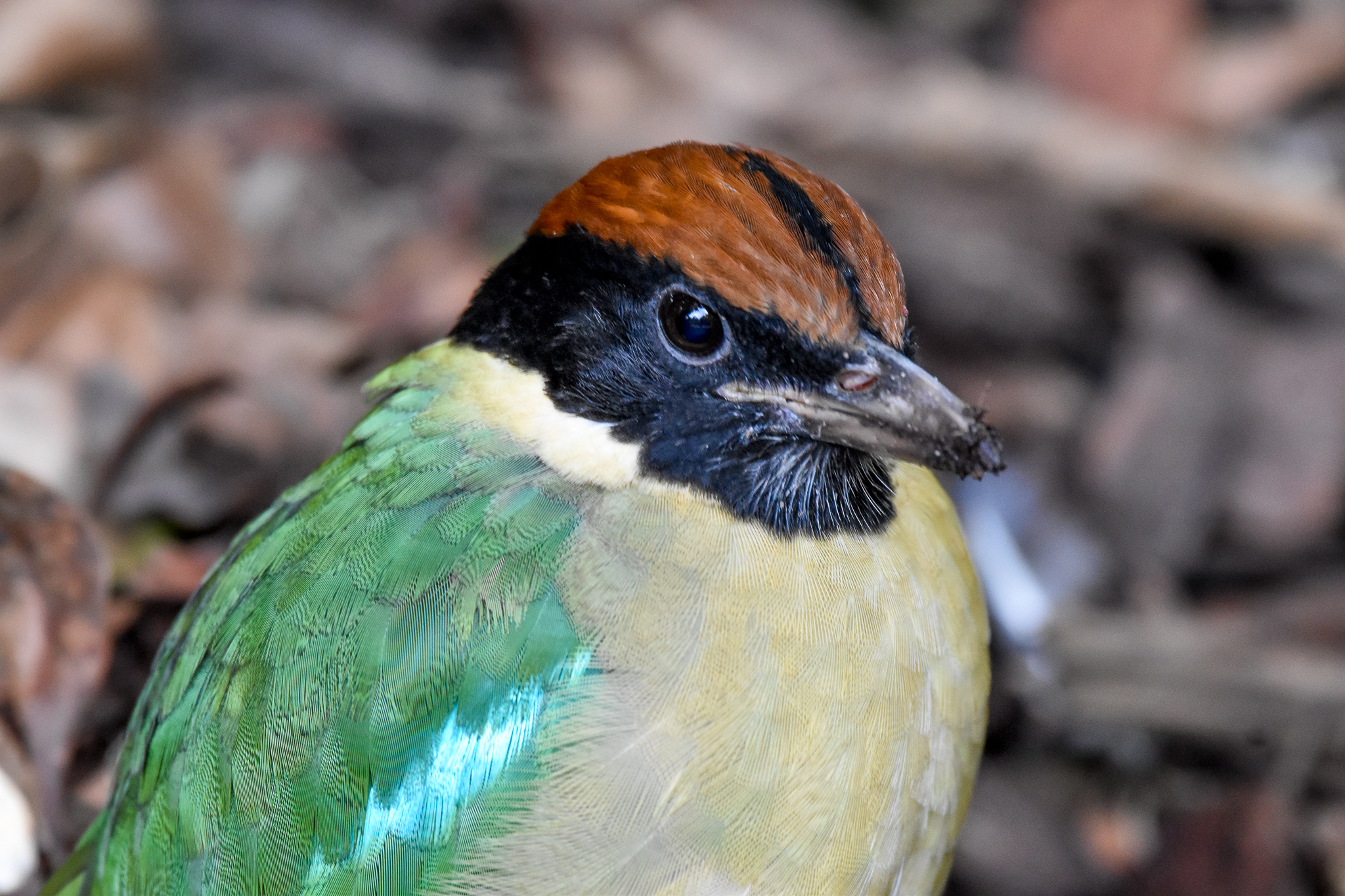 Noisy Pitta