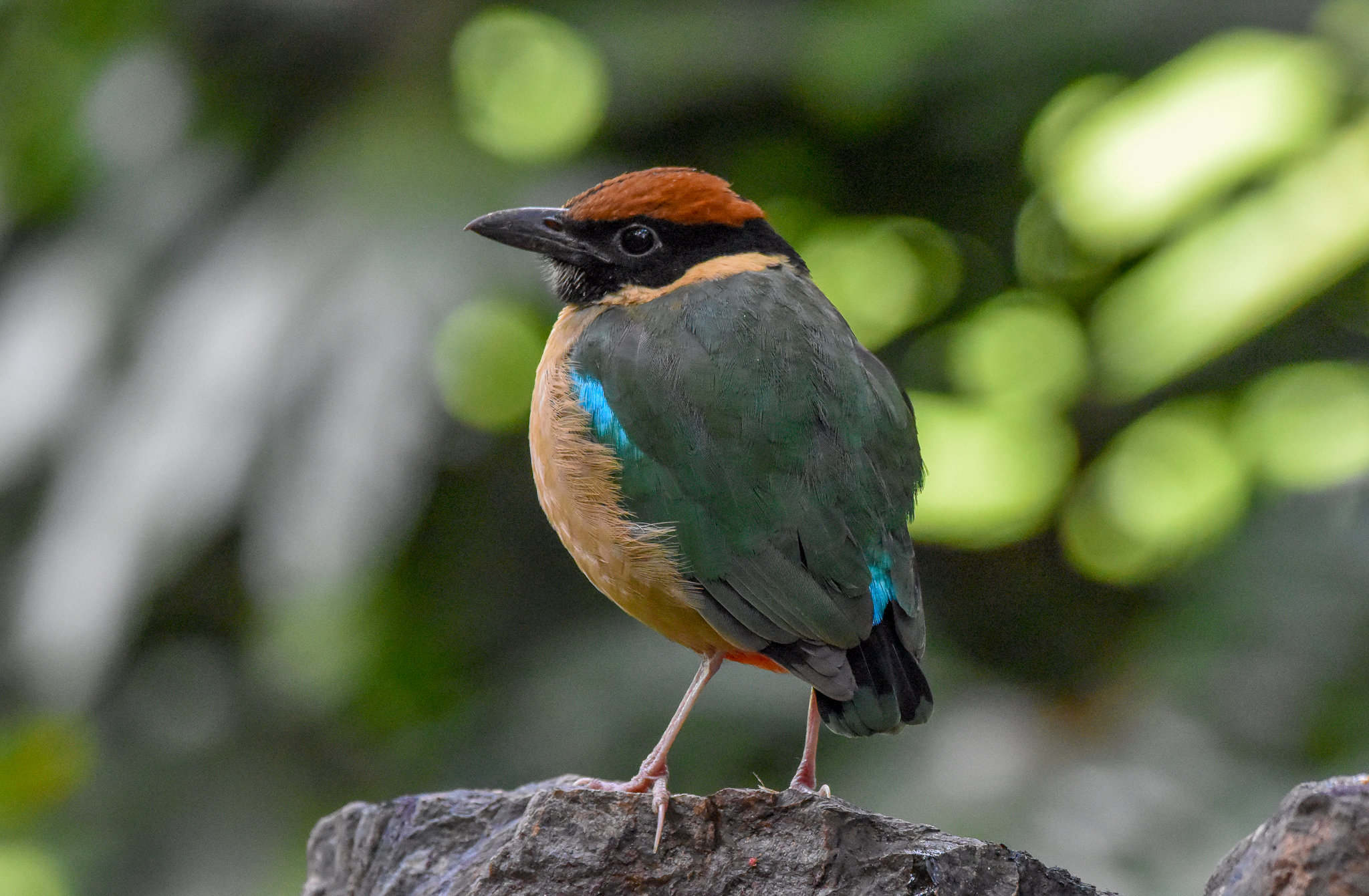 Noisy Pitta